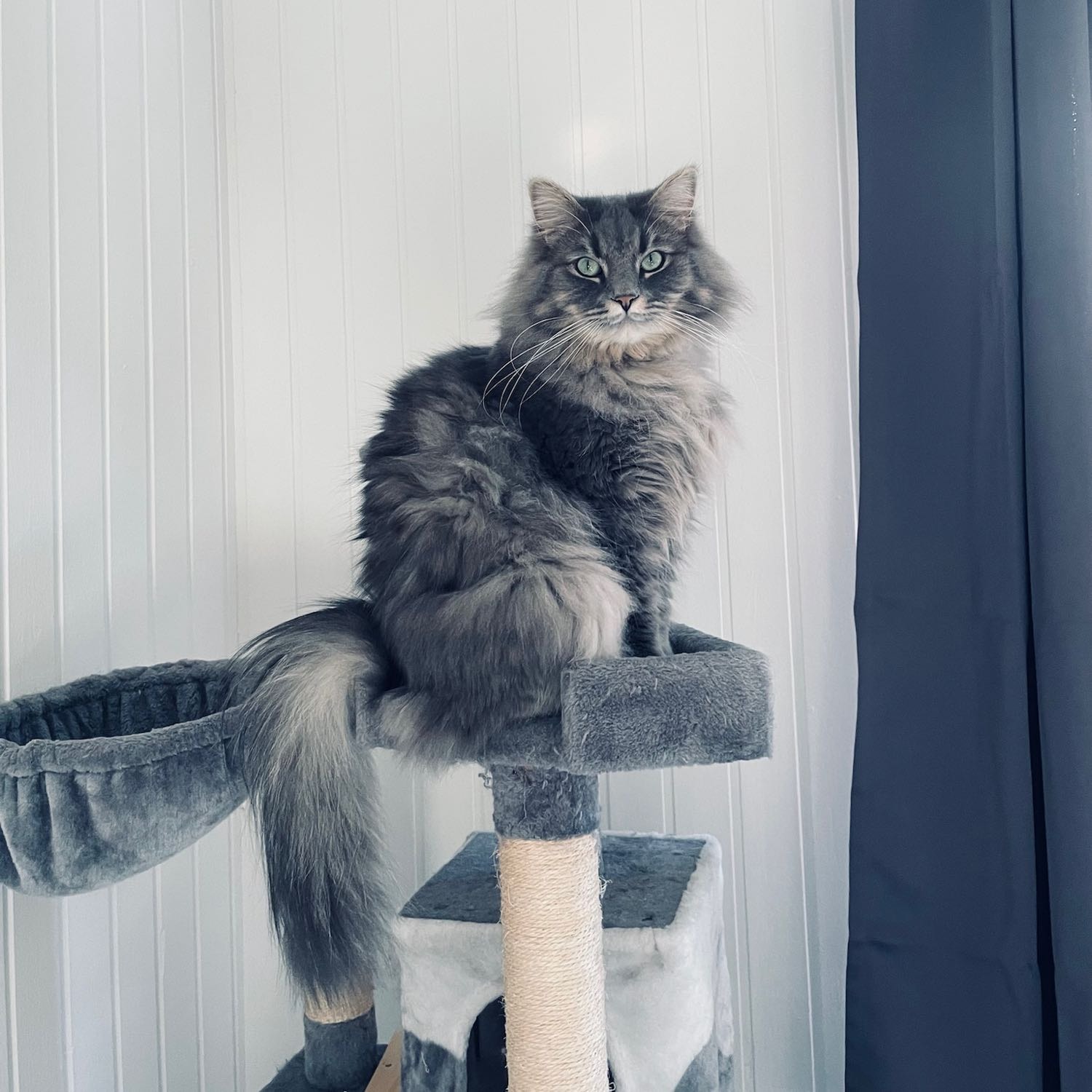 Oscar
