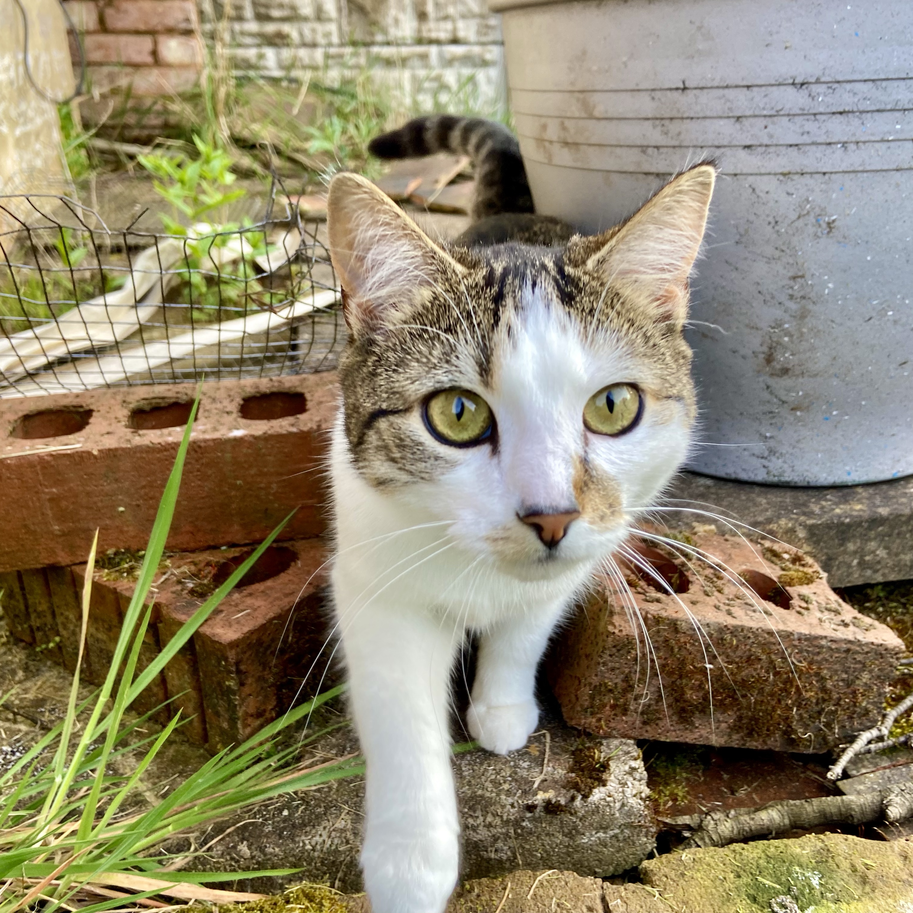 Wilma