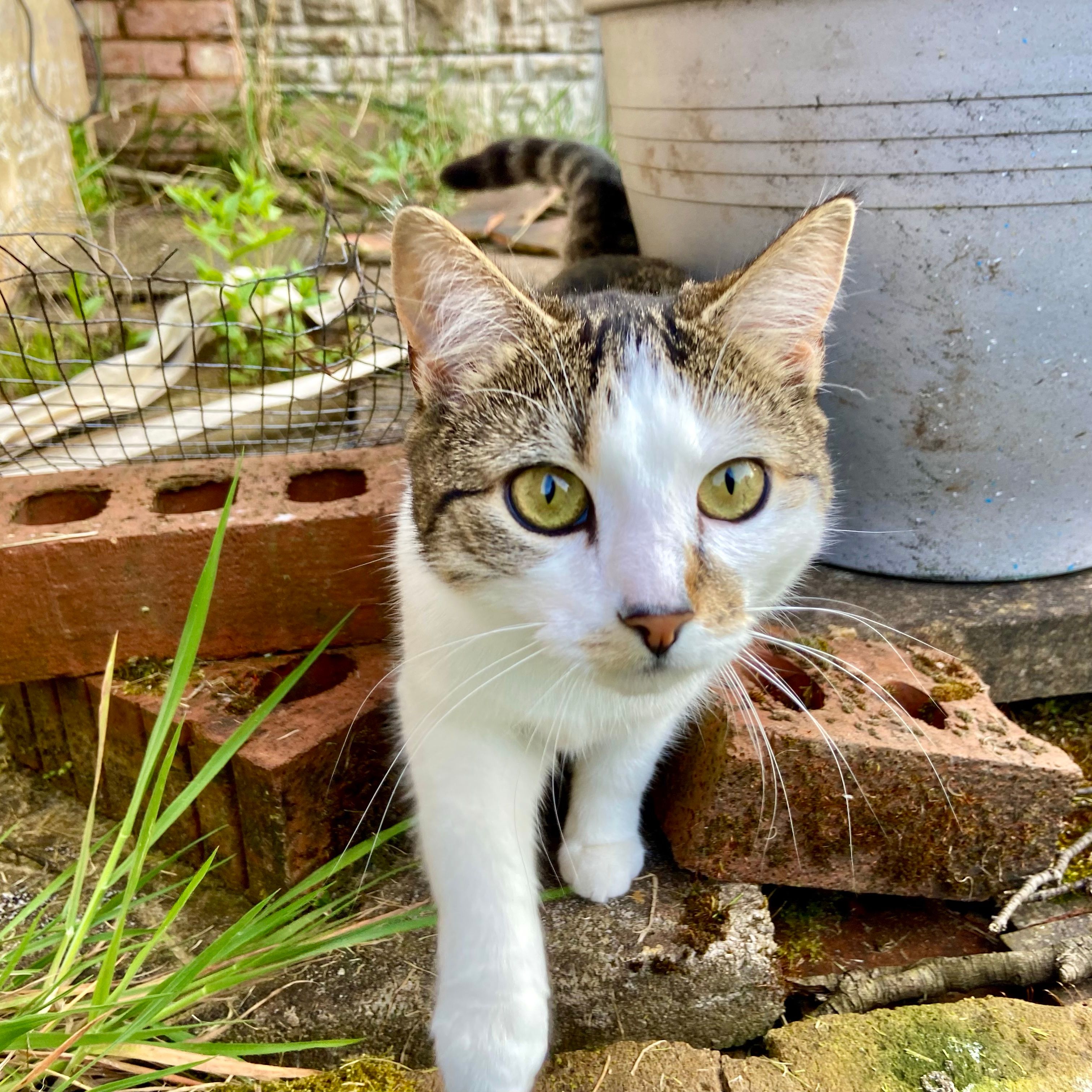 Wilma
