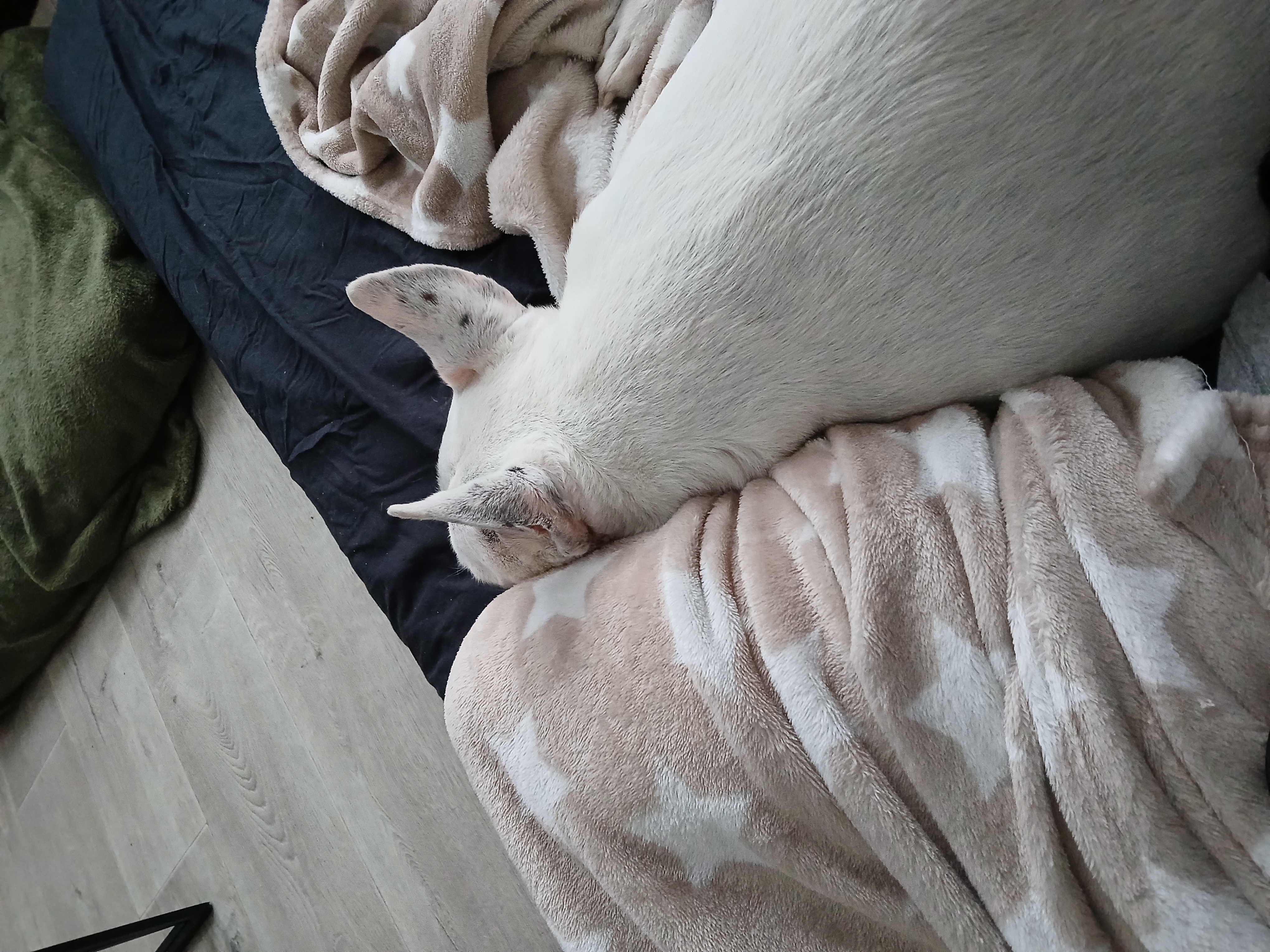 image-7