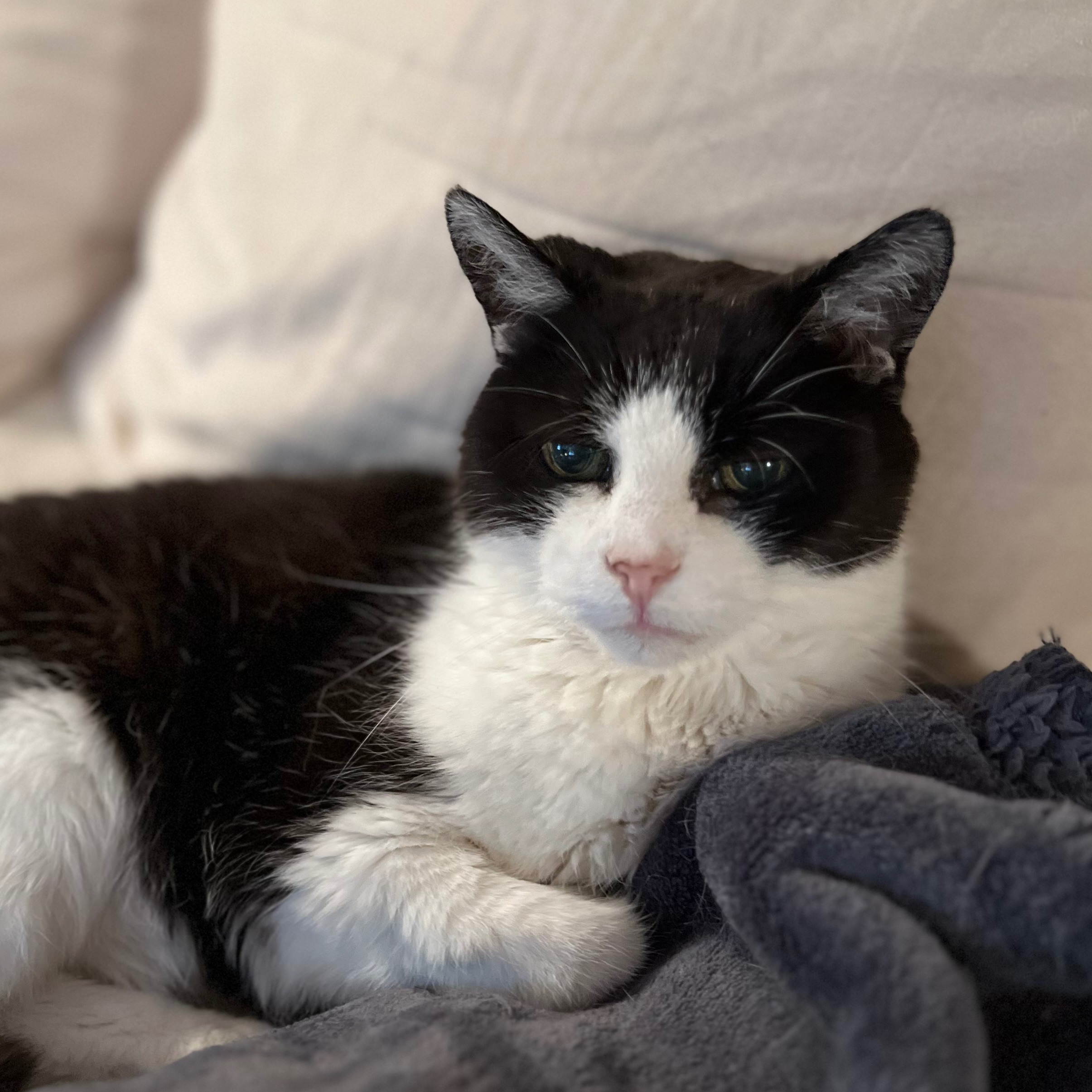 Lilou