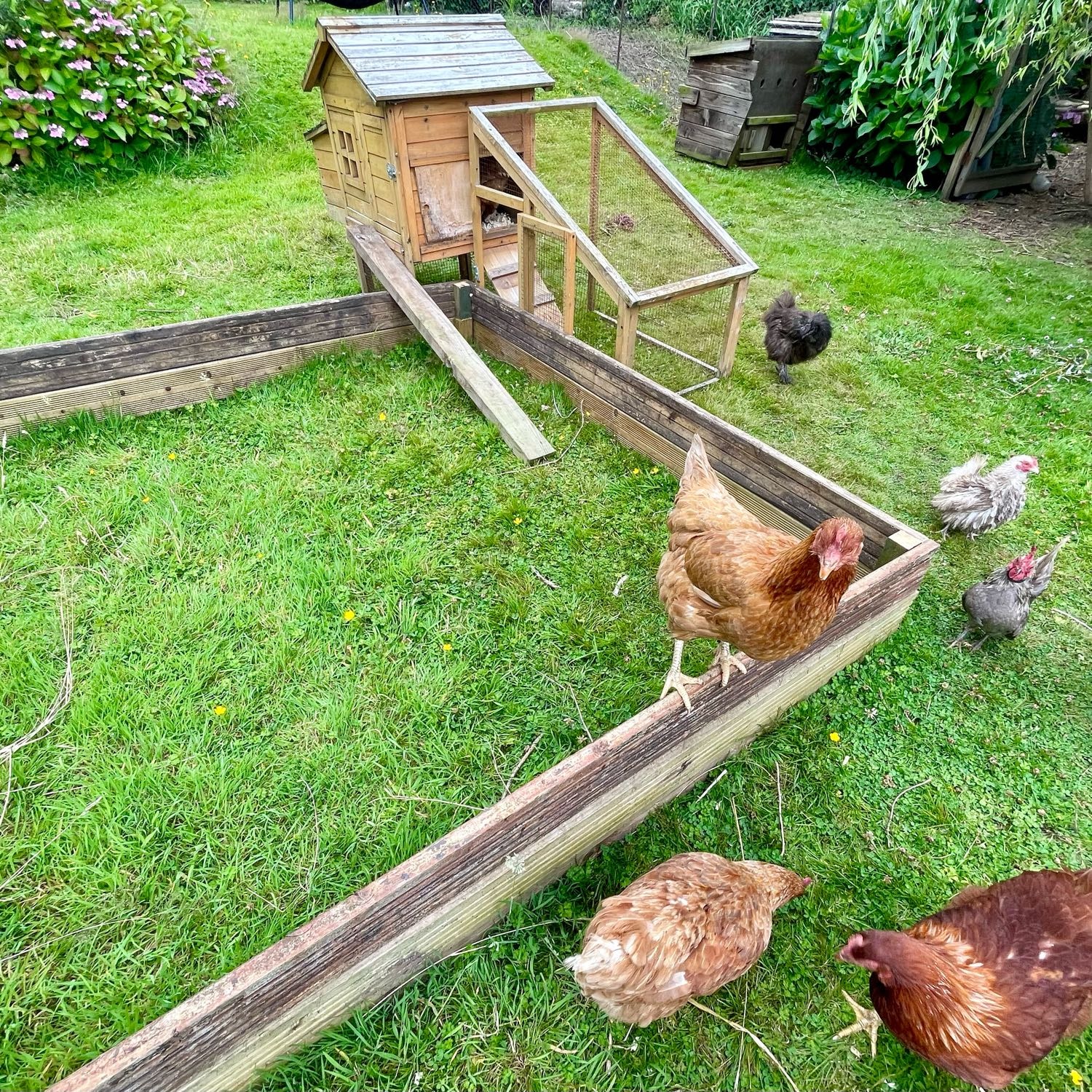 chickens including Rhode Island Red, Warren & golden sebright