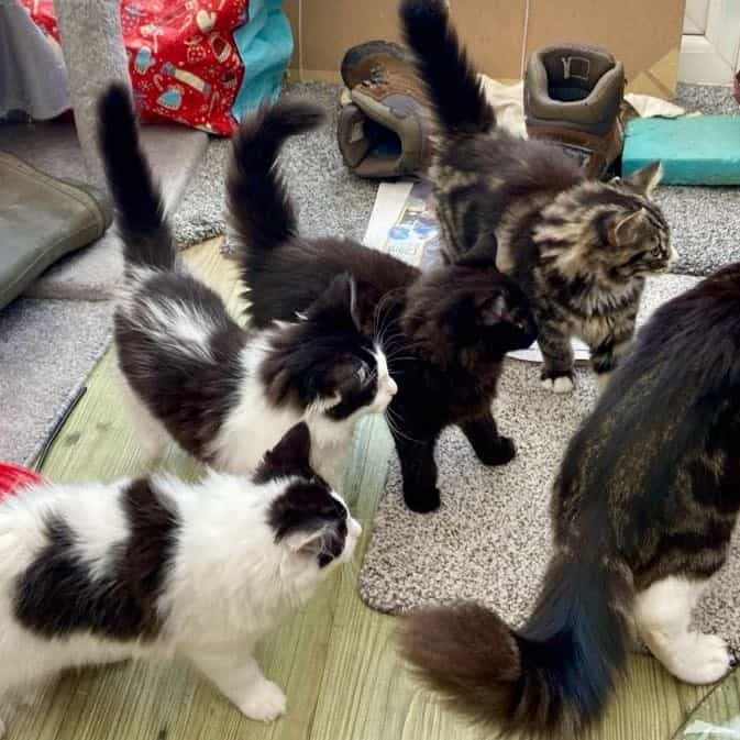 Fluffy and her offsprings