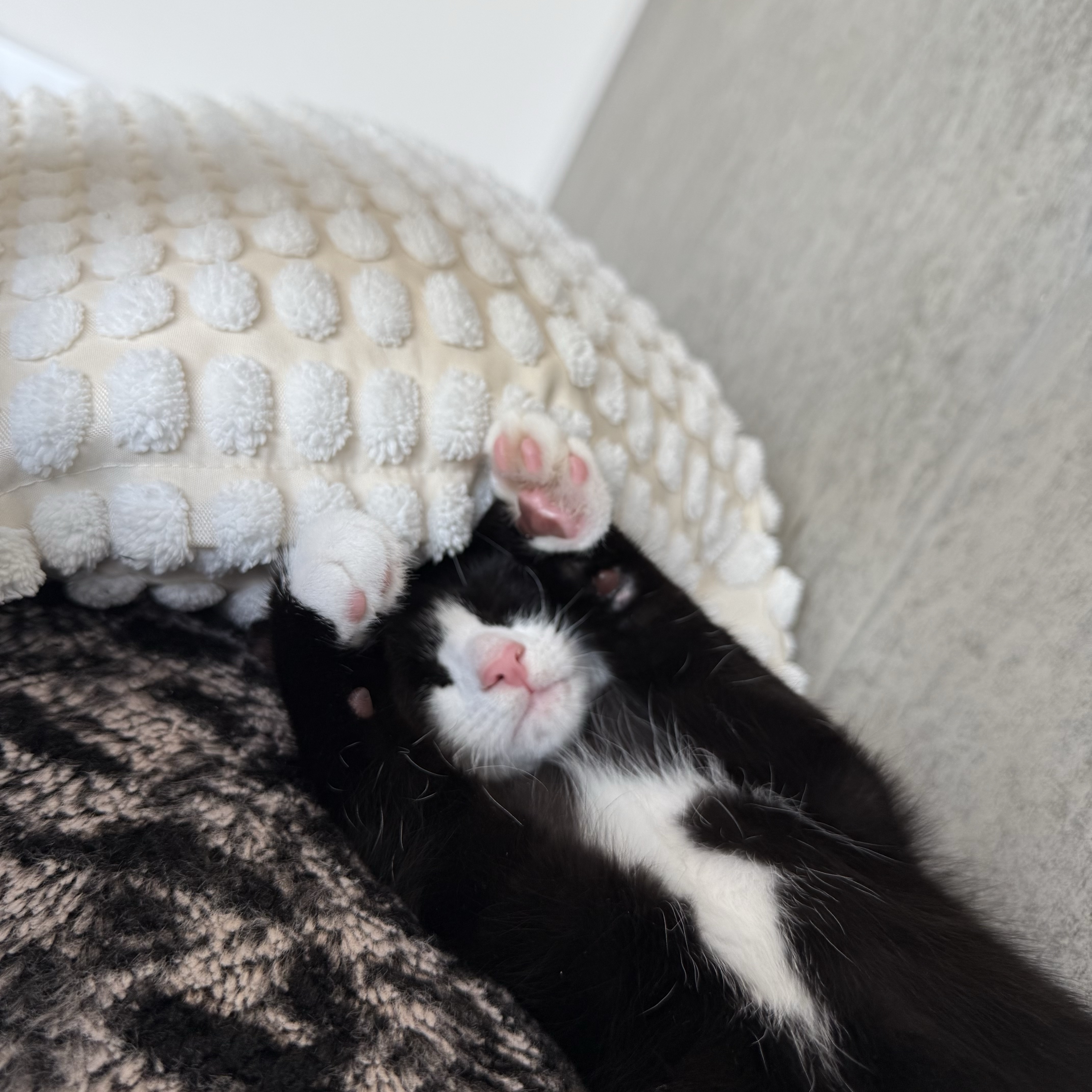Bramble 