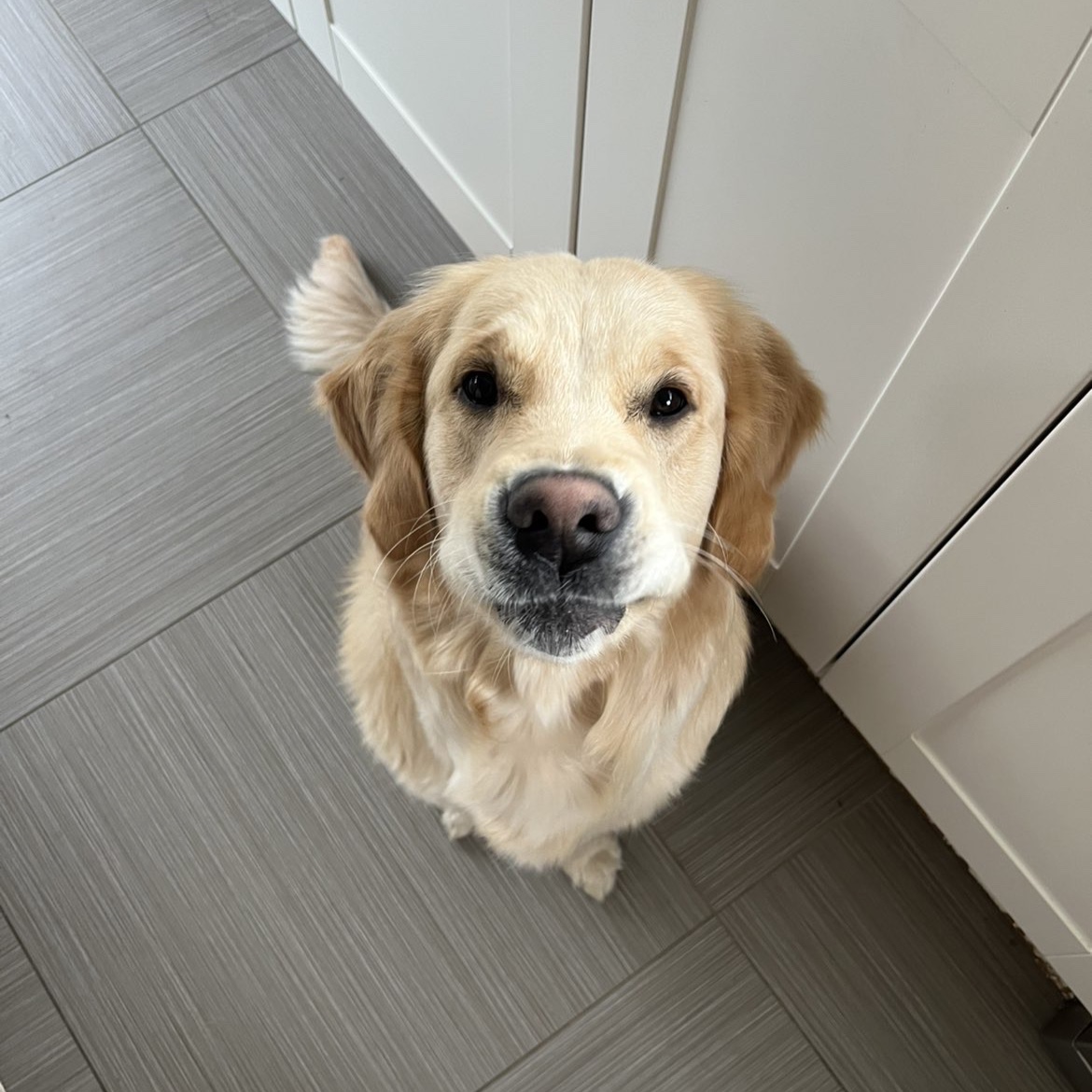 Lio