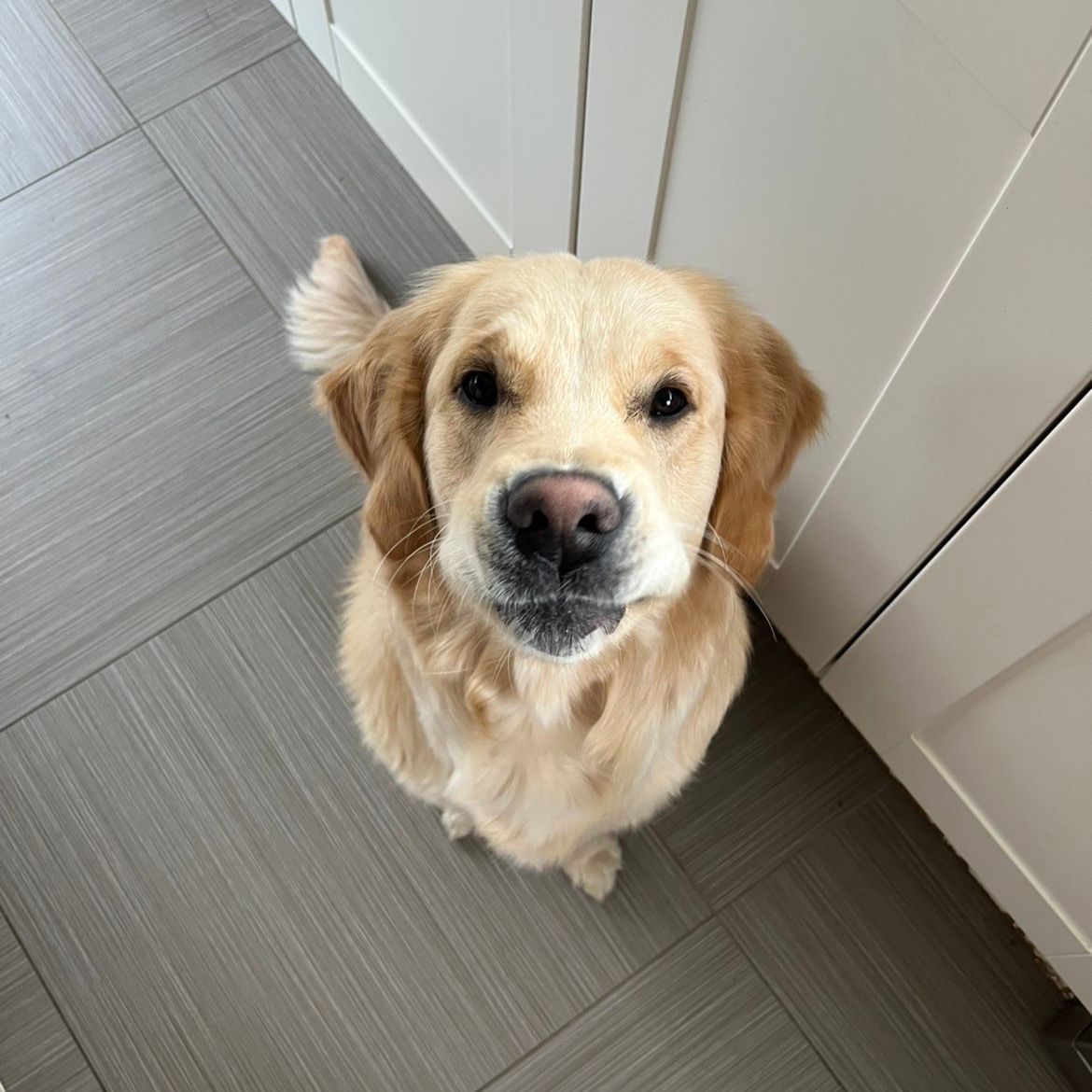 Lio