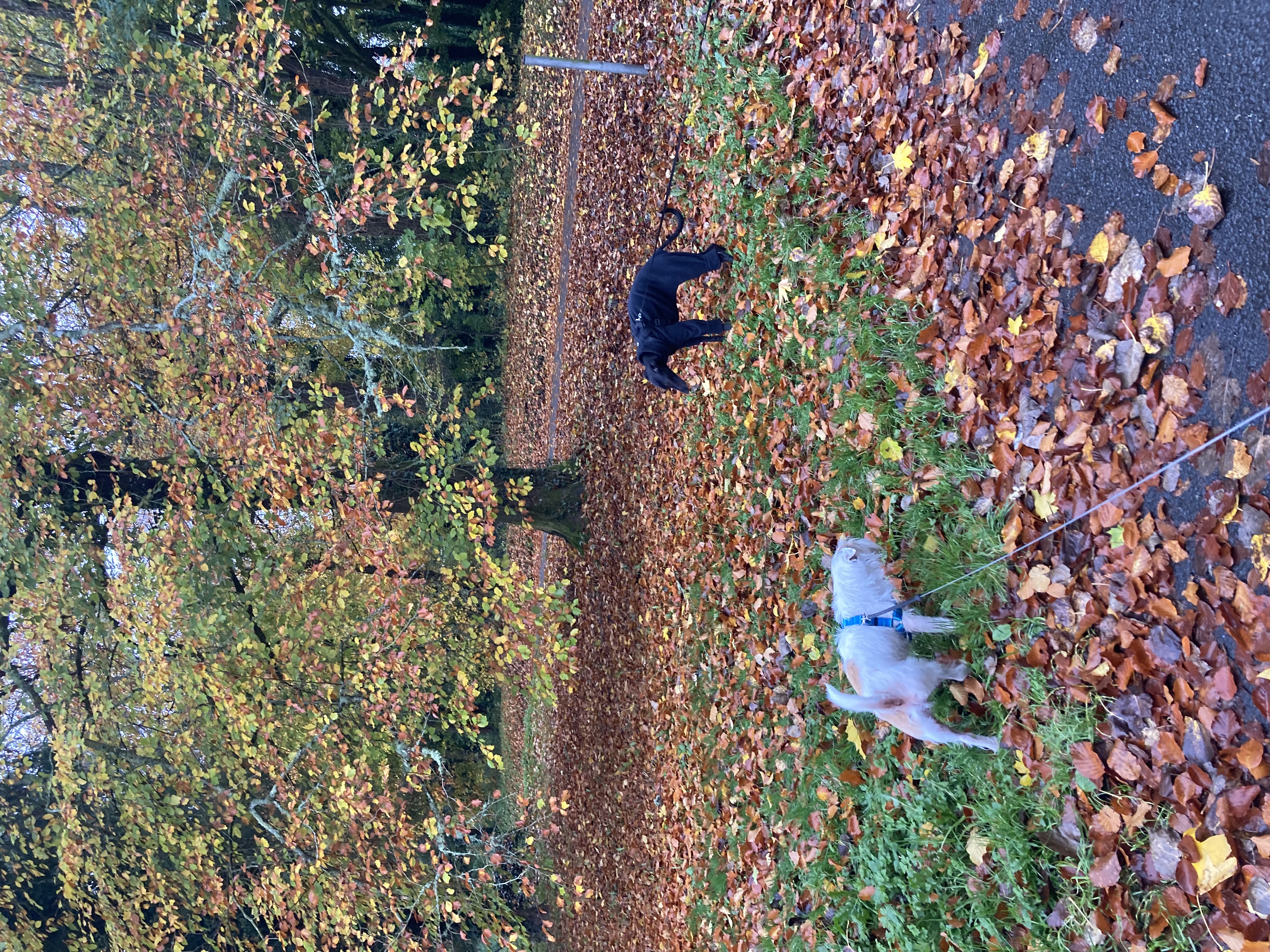 image-18