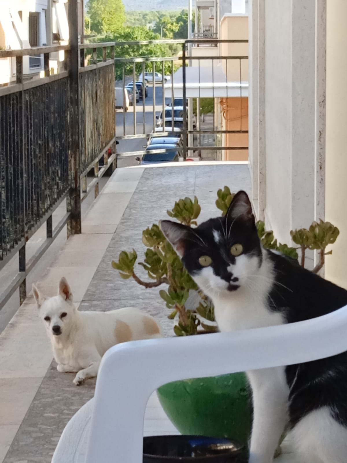 image-7
