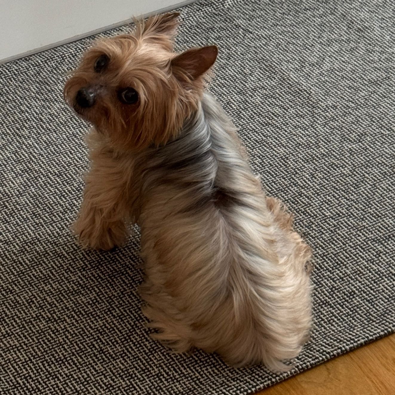 buddy 