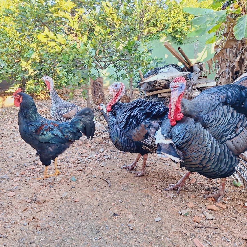 Turkeys
