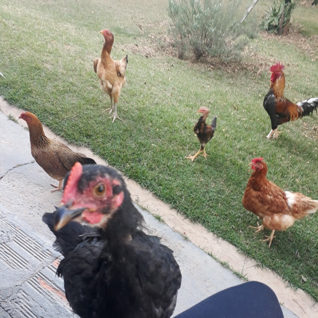 Chickens 