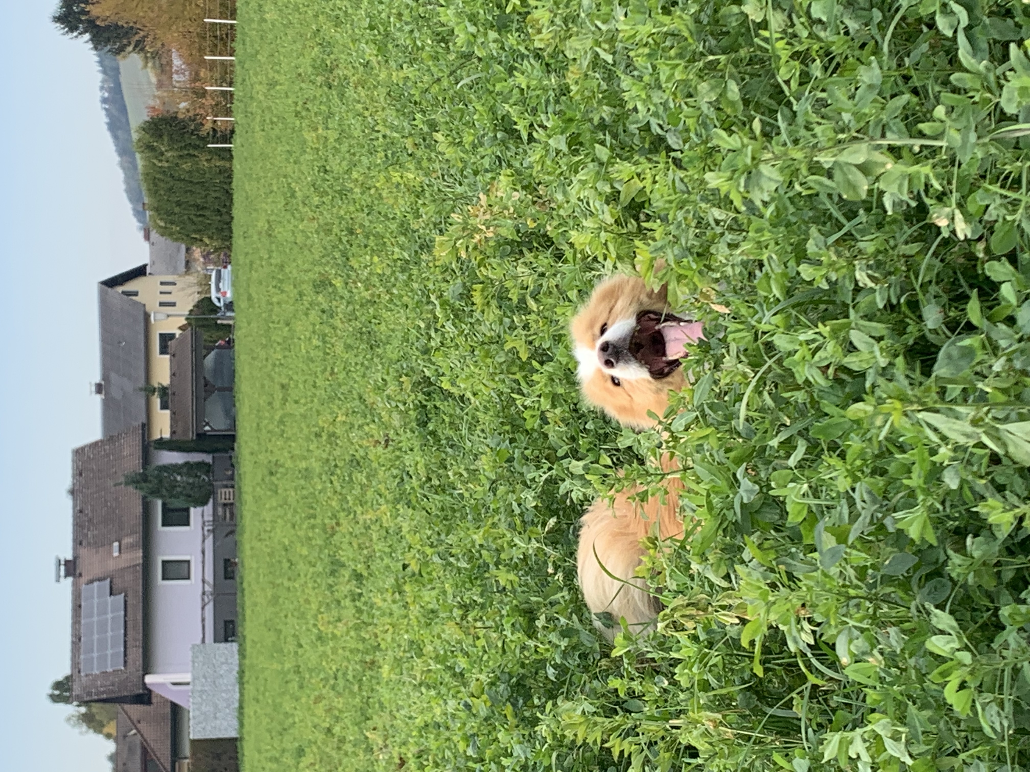 image-16