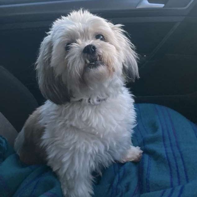 Suzi
