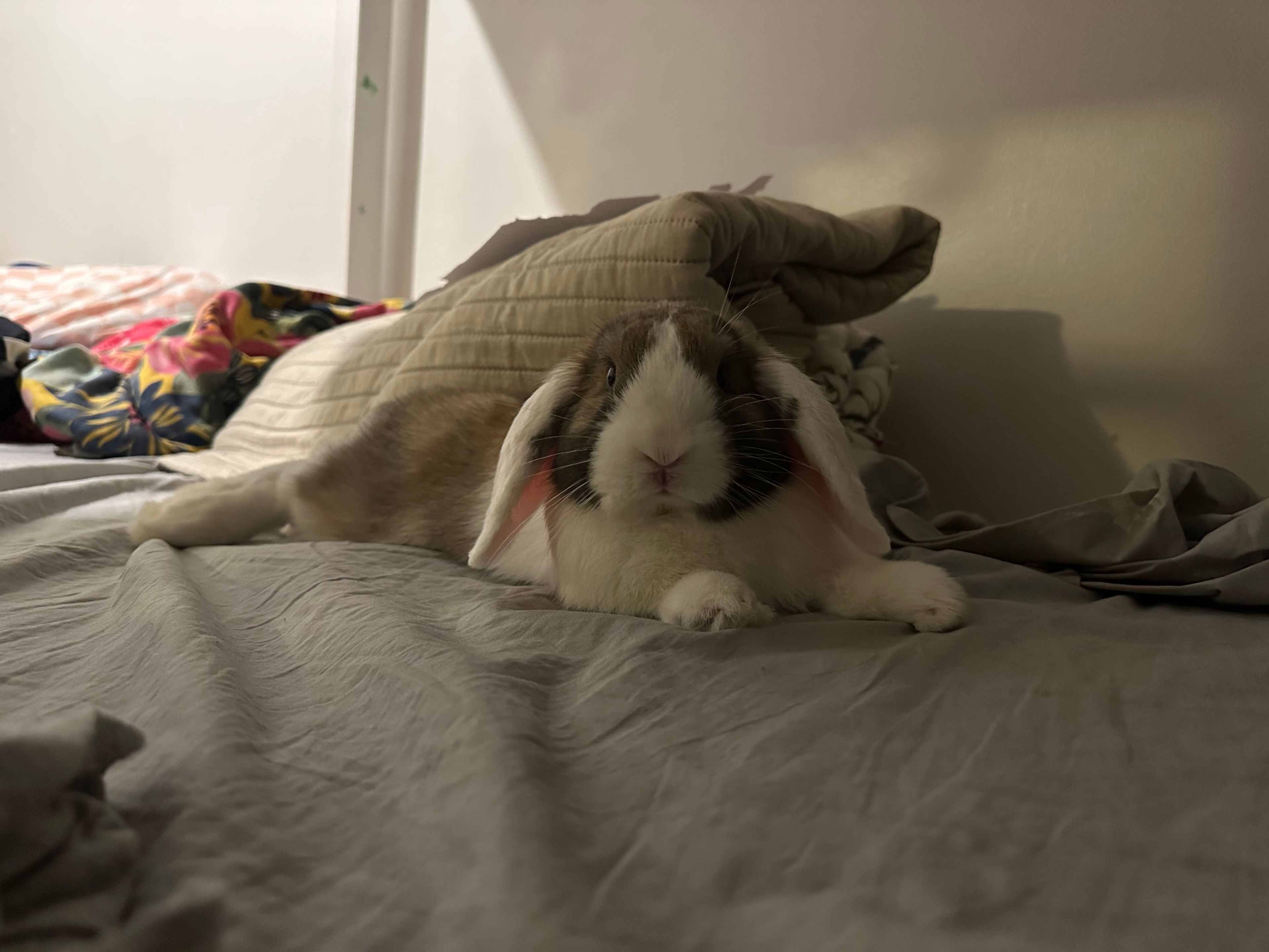 image-9