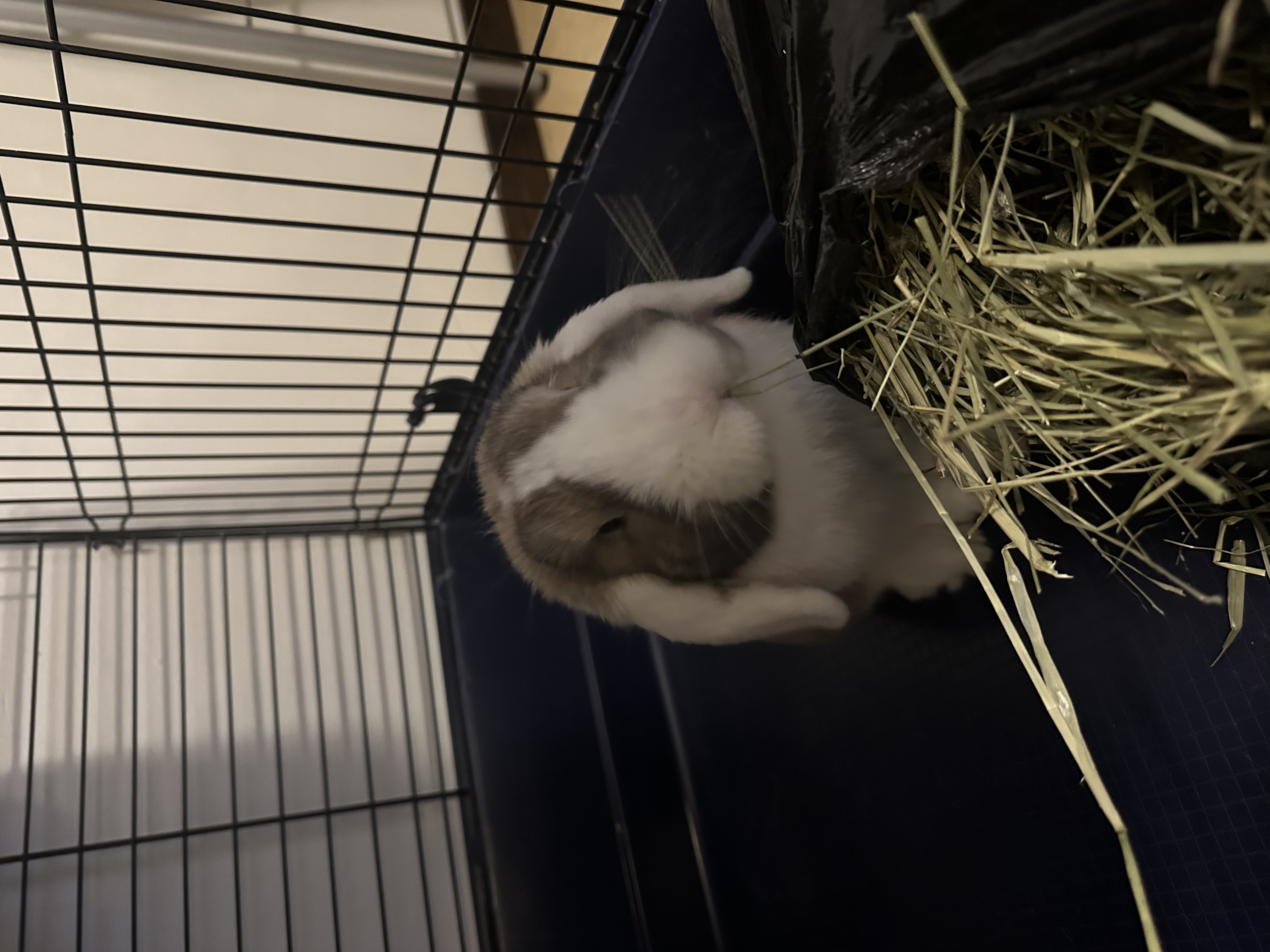 image-15