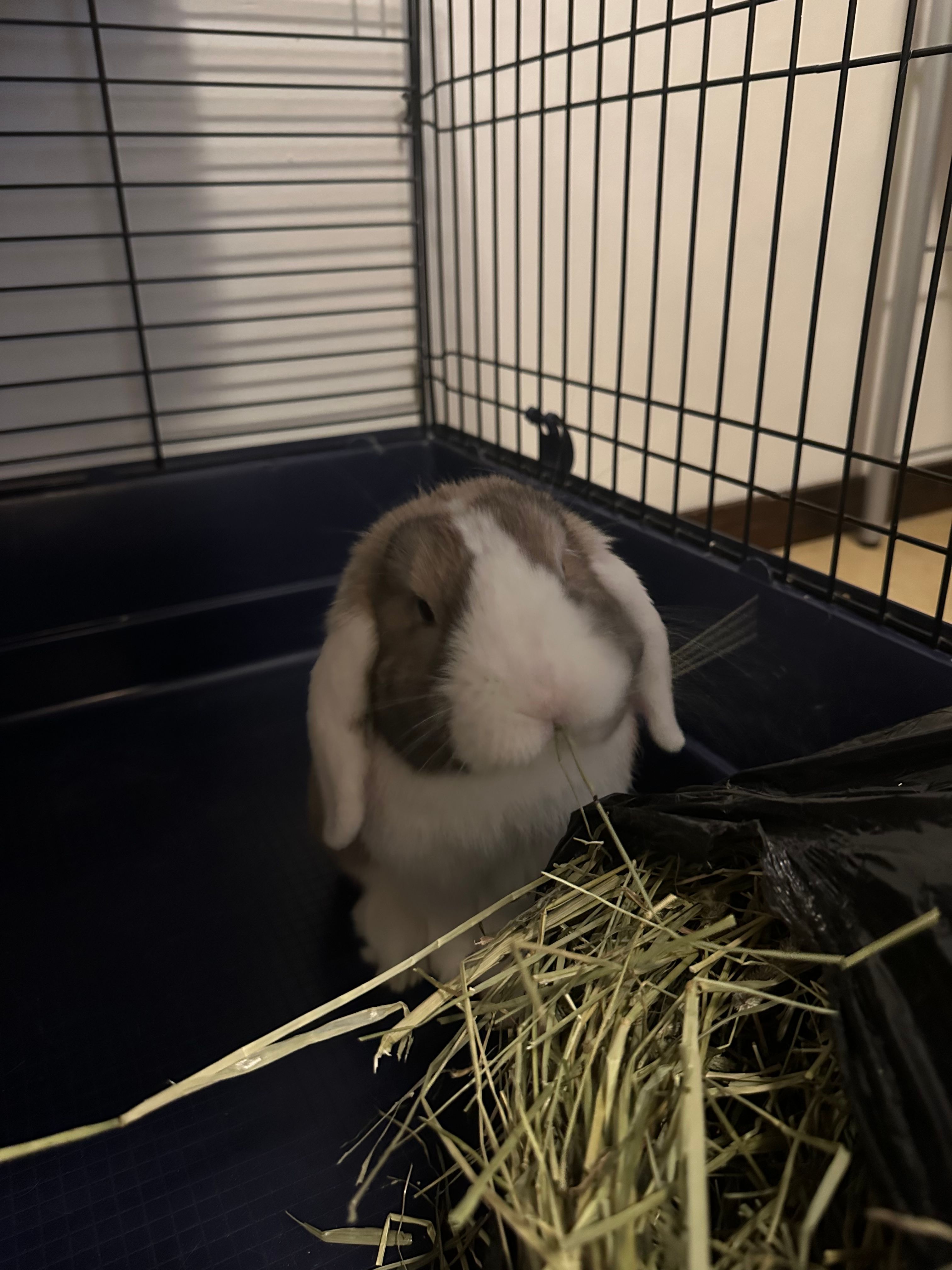 image-15