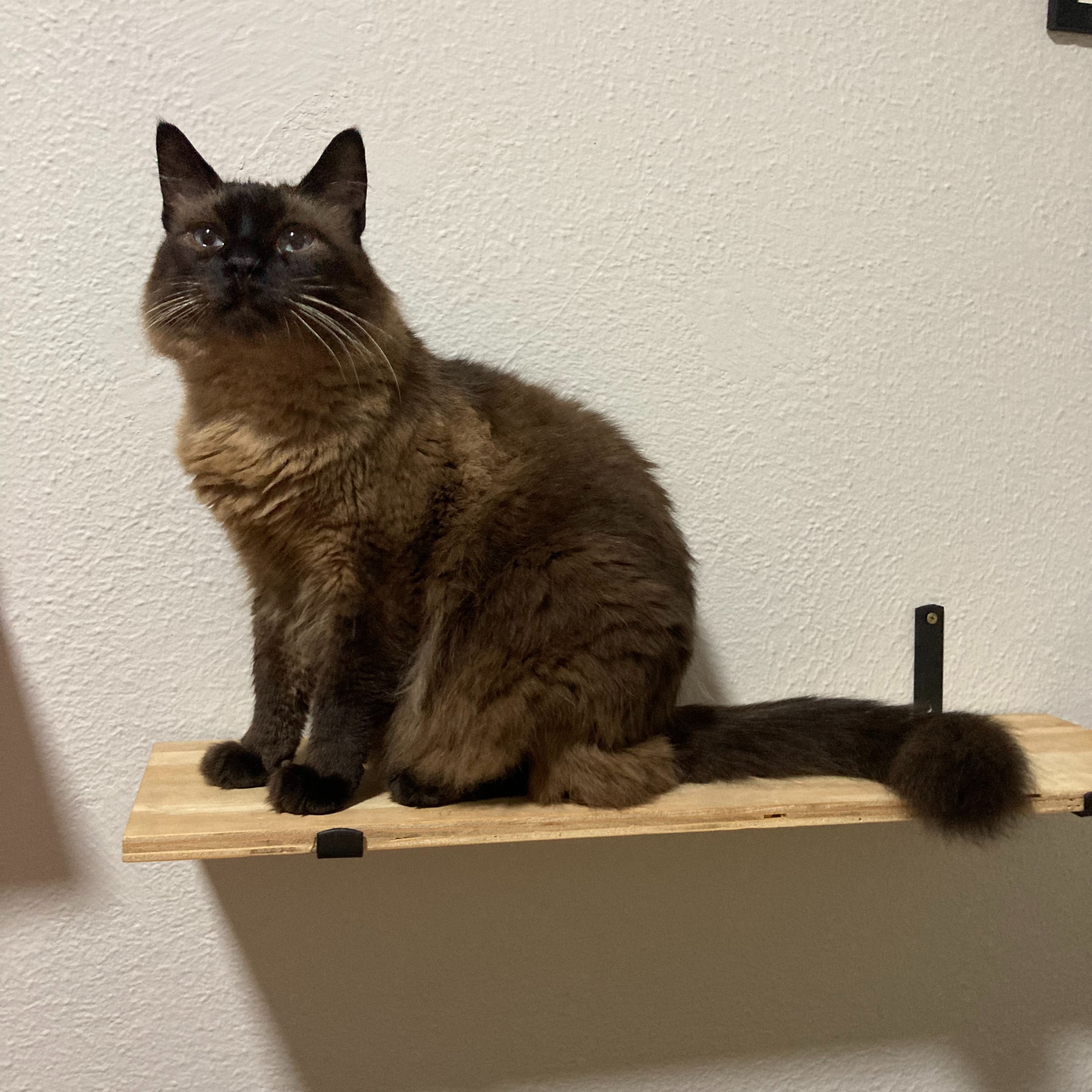 Mia