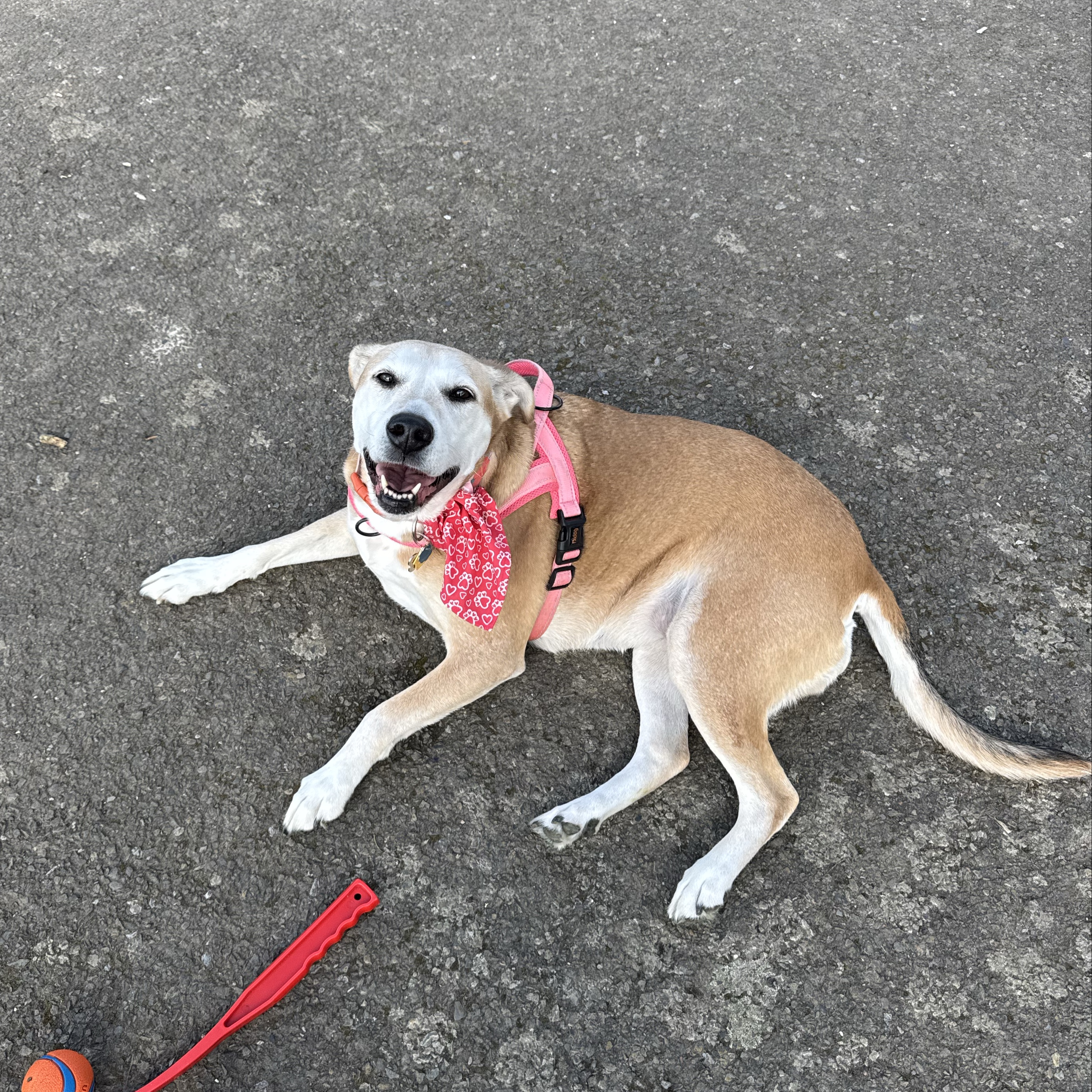Sadie