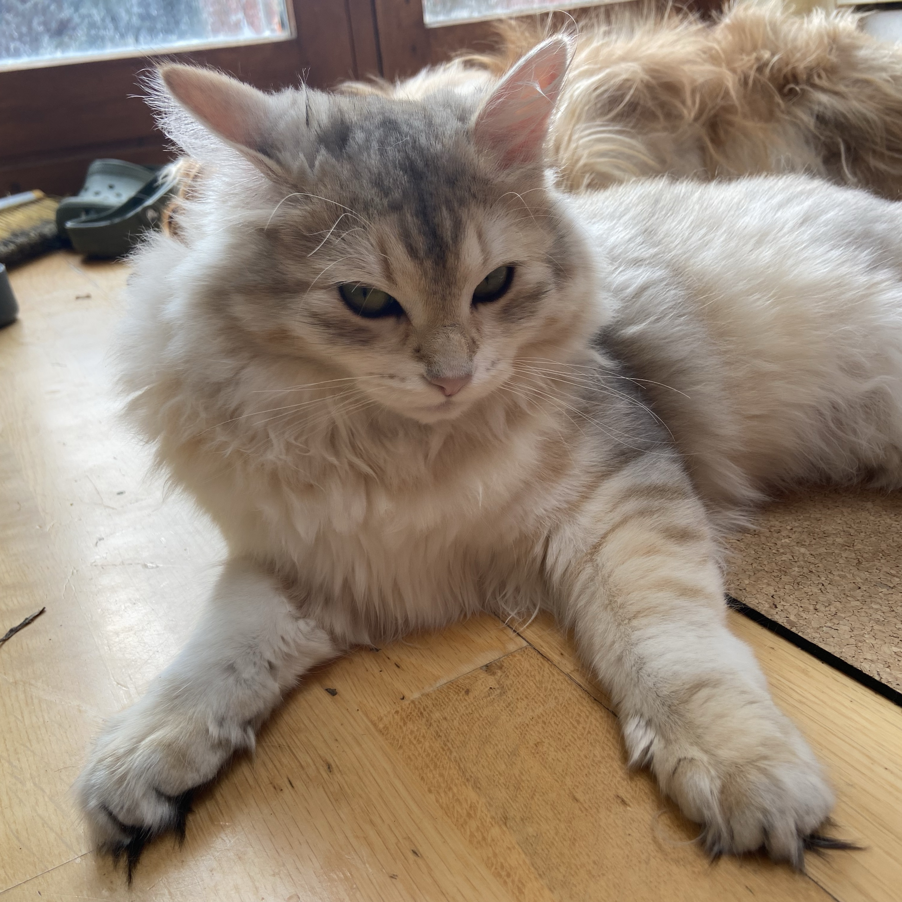 Luna