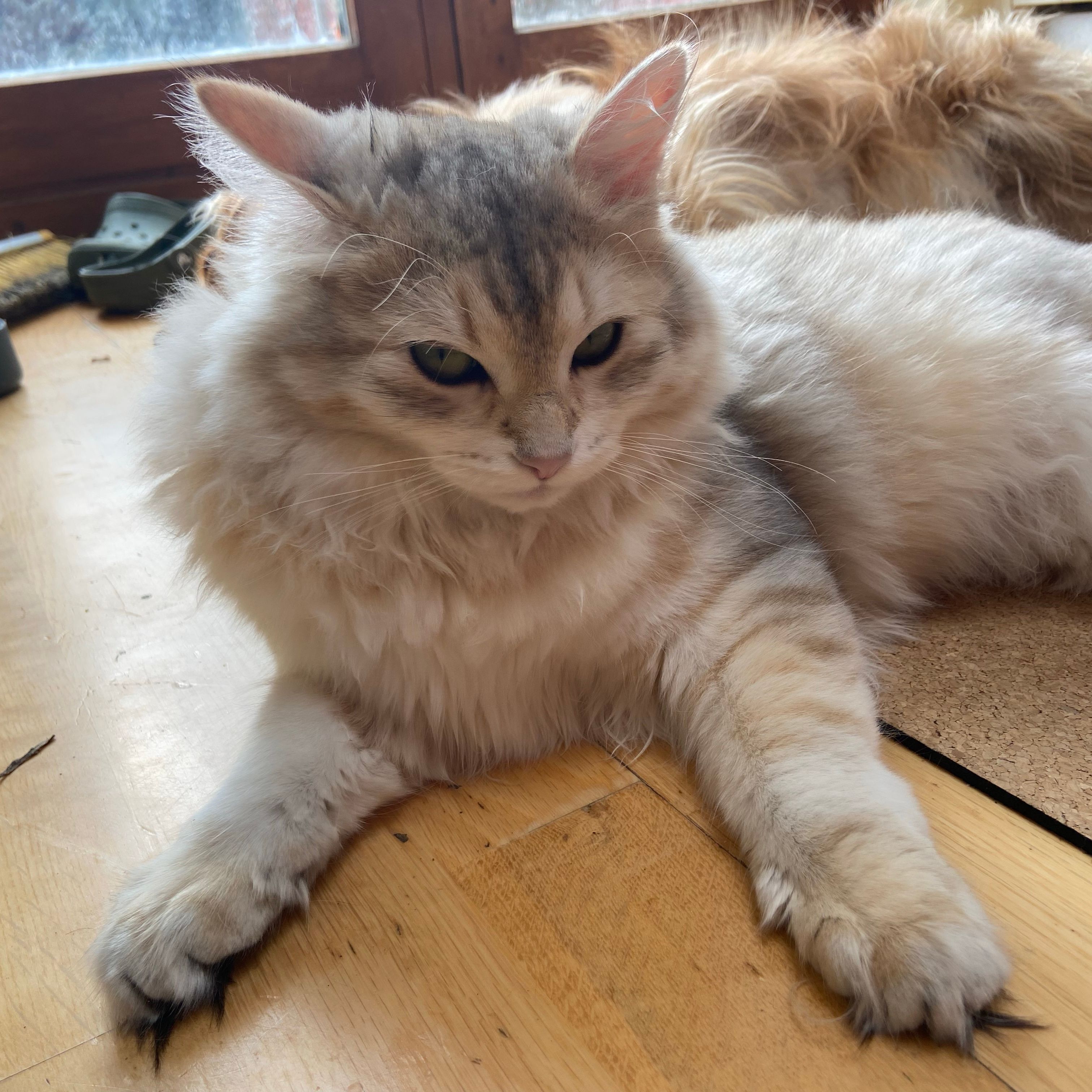 Luna