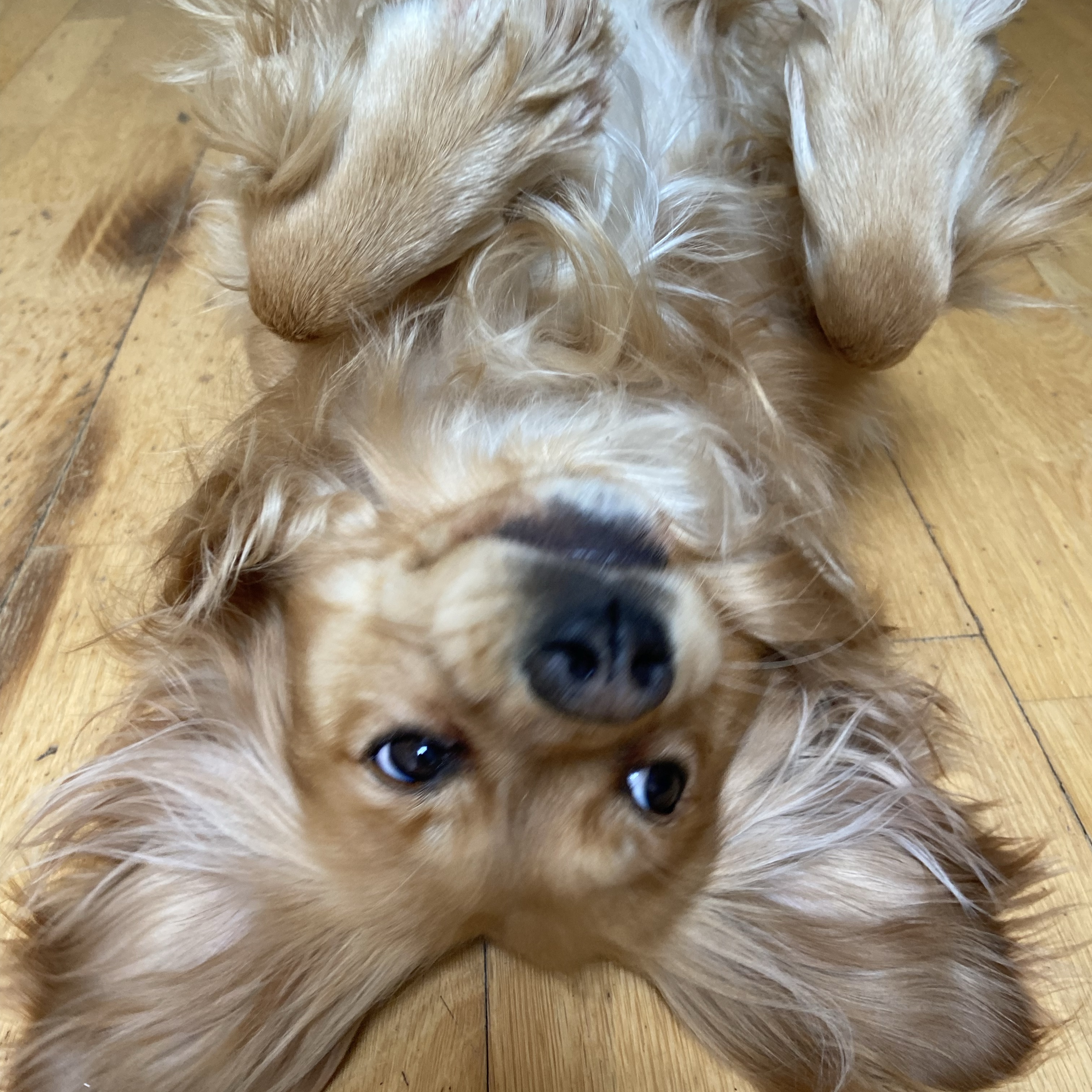 Zelda