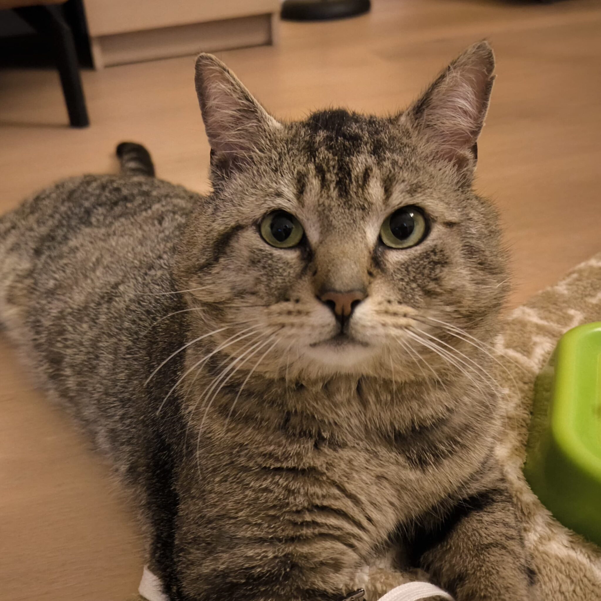 Tora