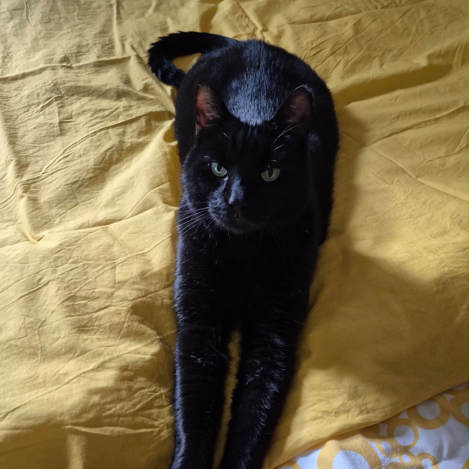 Oskar