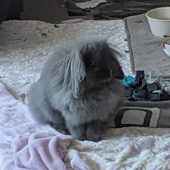 luna