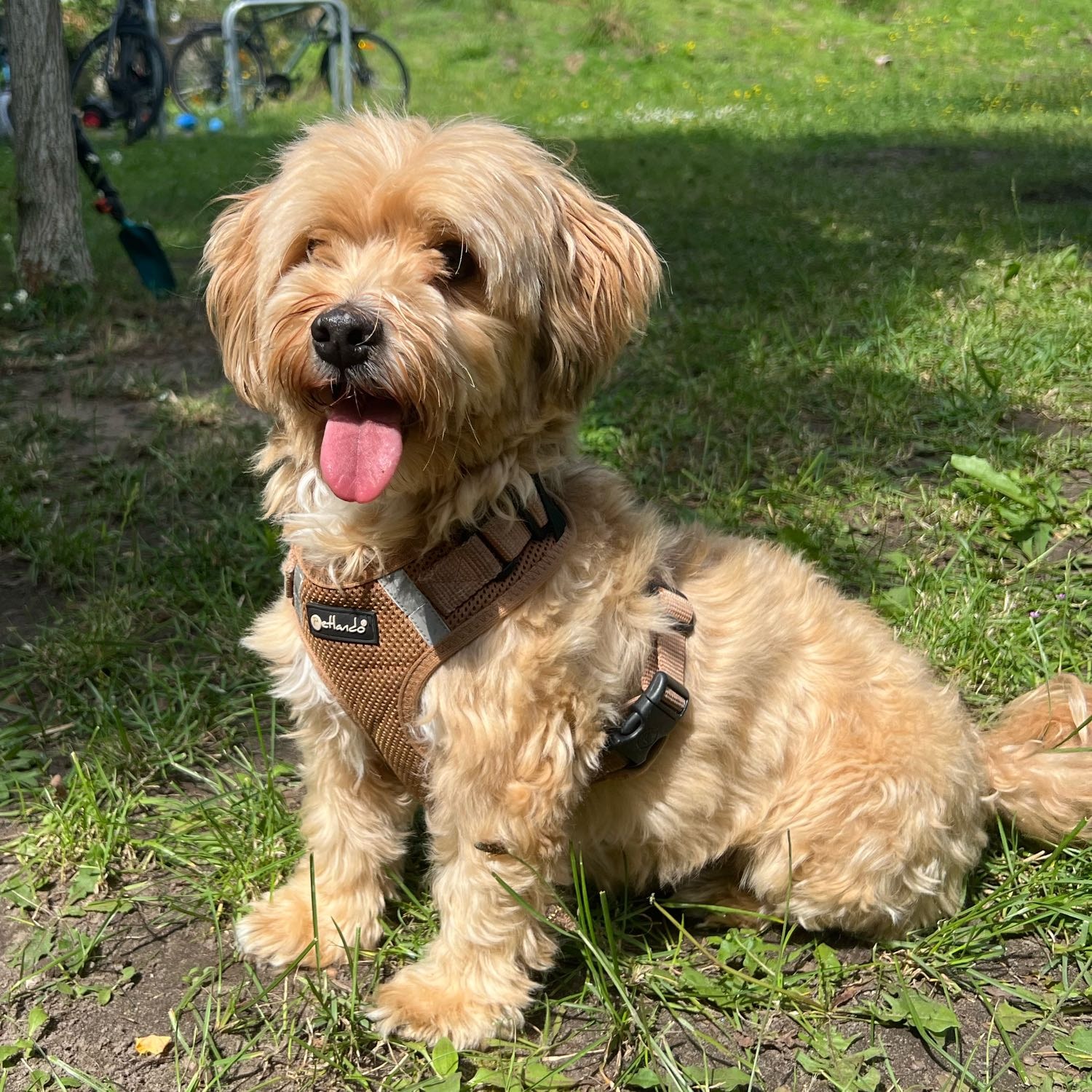 Teddy