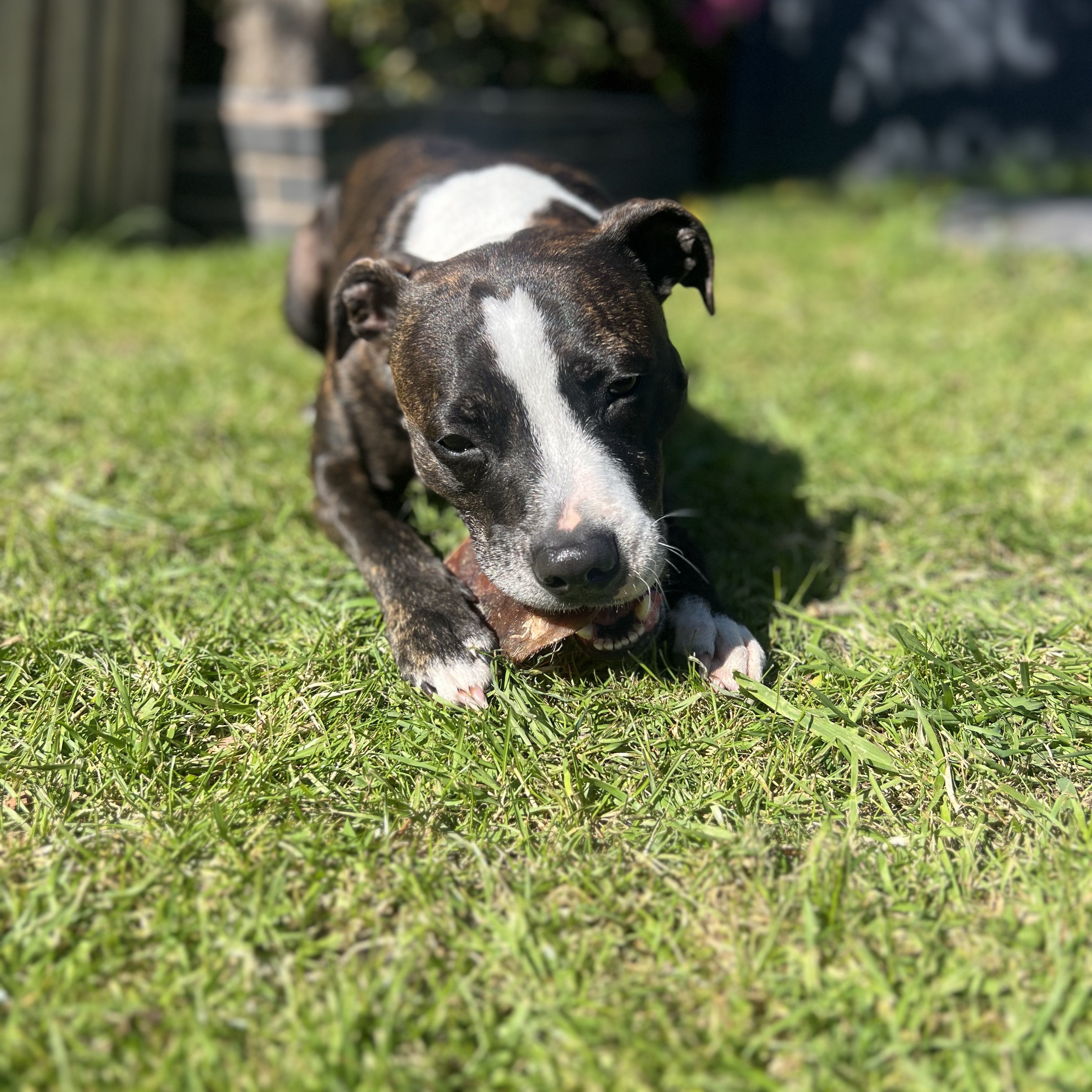 Charlie bullet 
