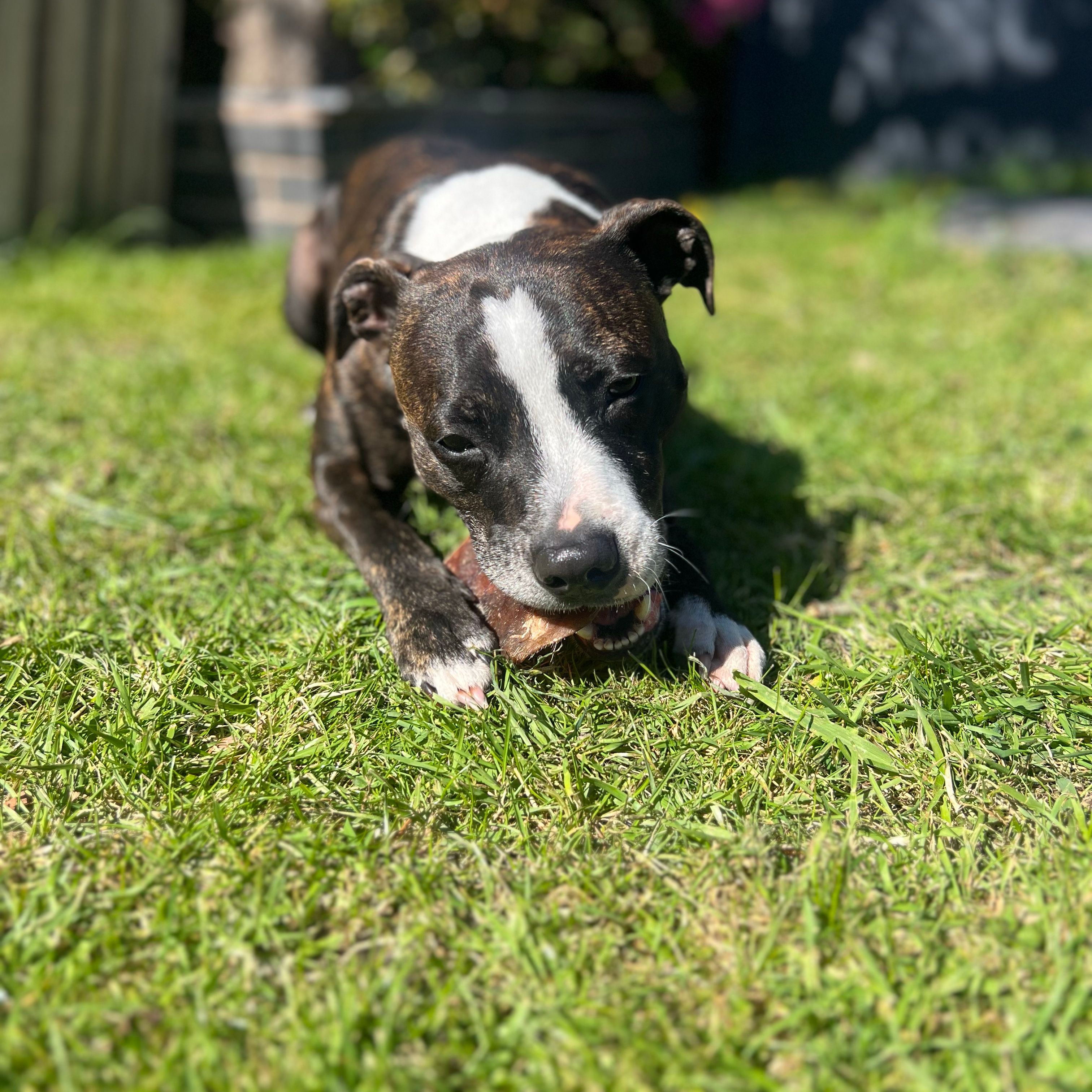 Charlie bullet