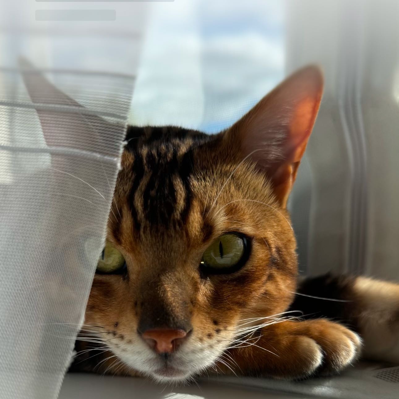 Leo