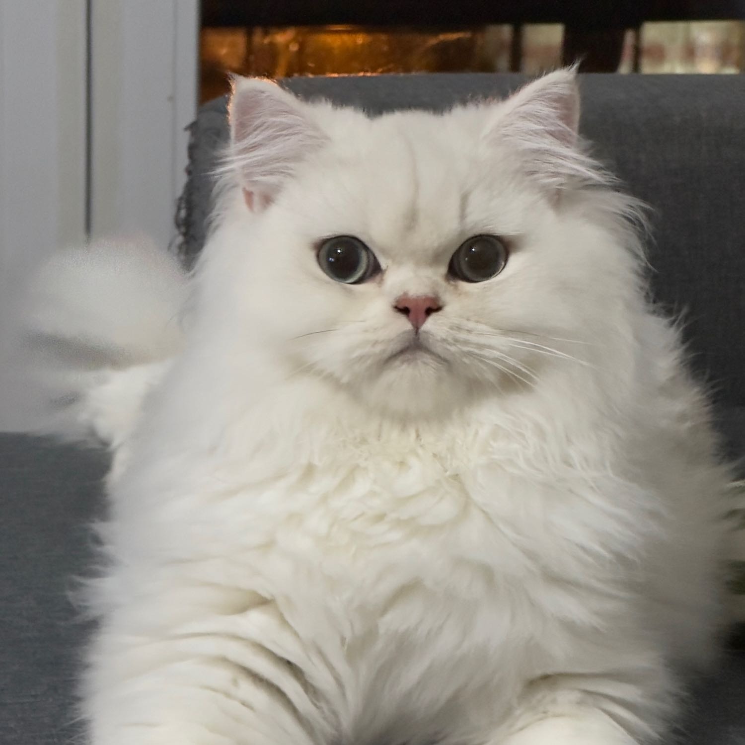 Leo