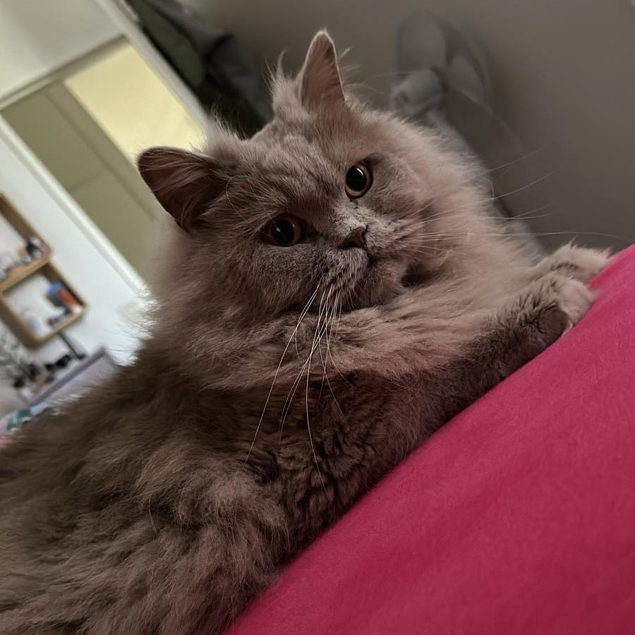 Fibi