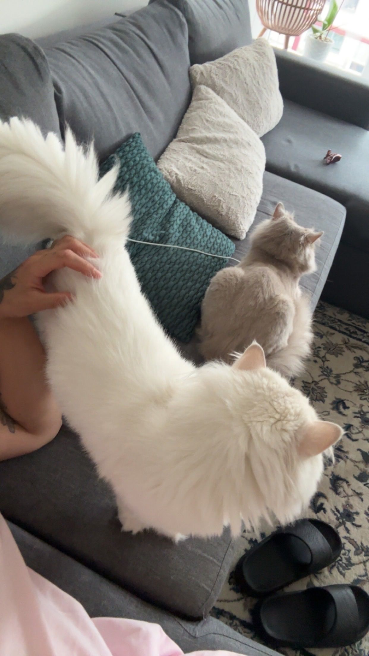 image-9