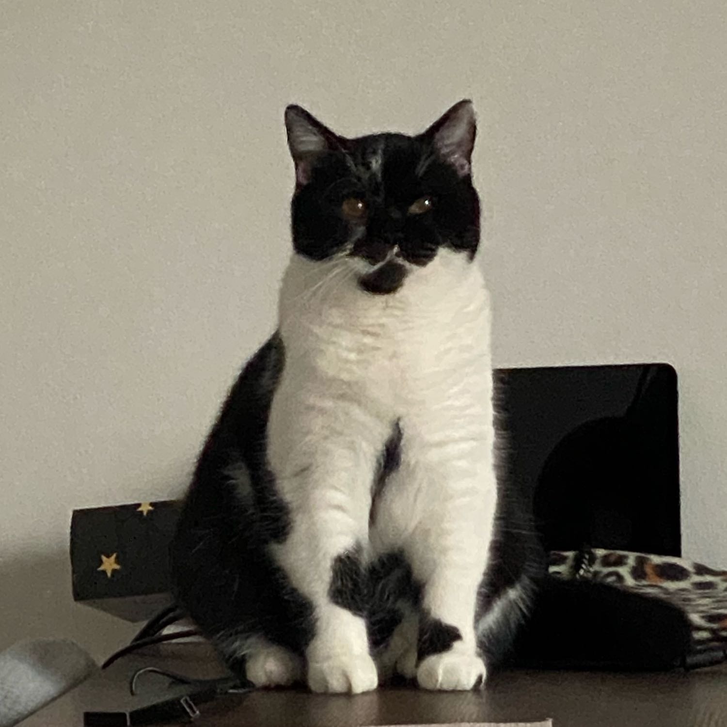 Oreo