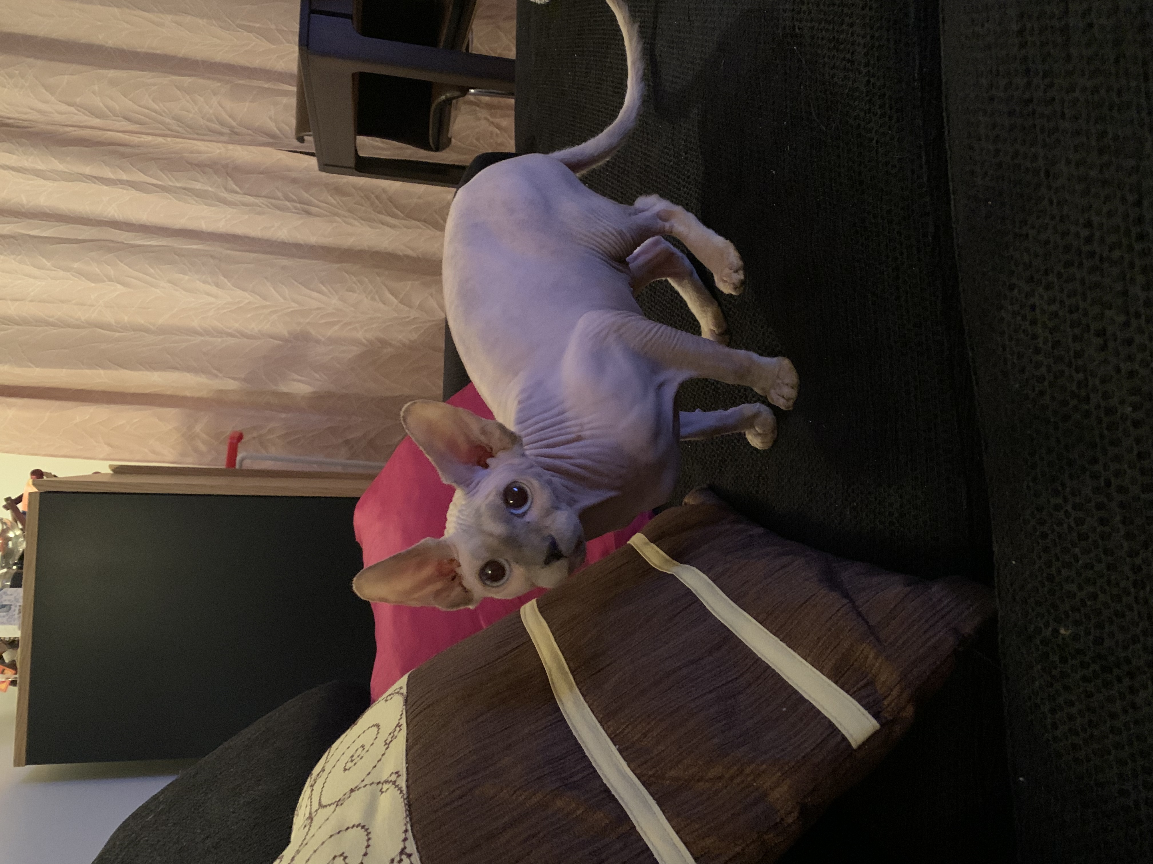 image-7