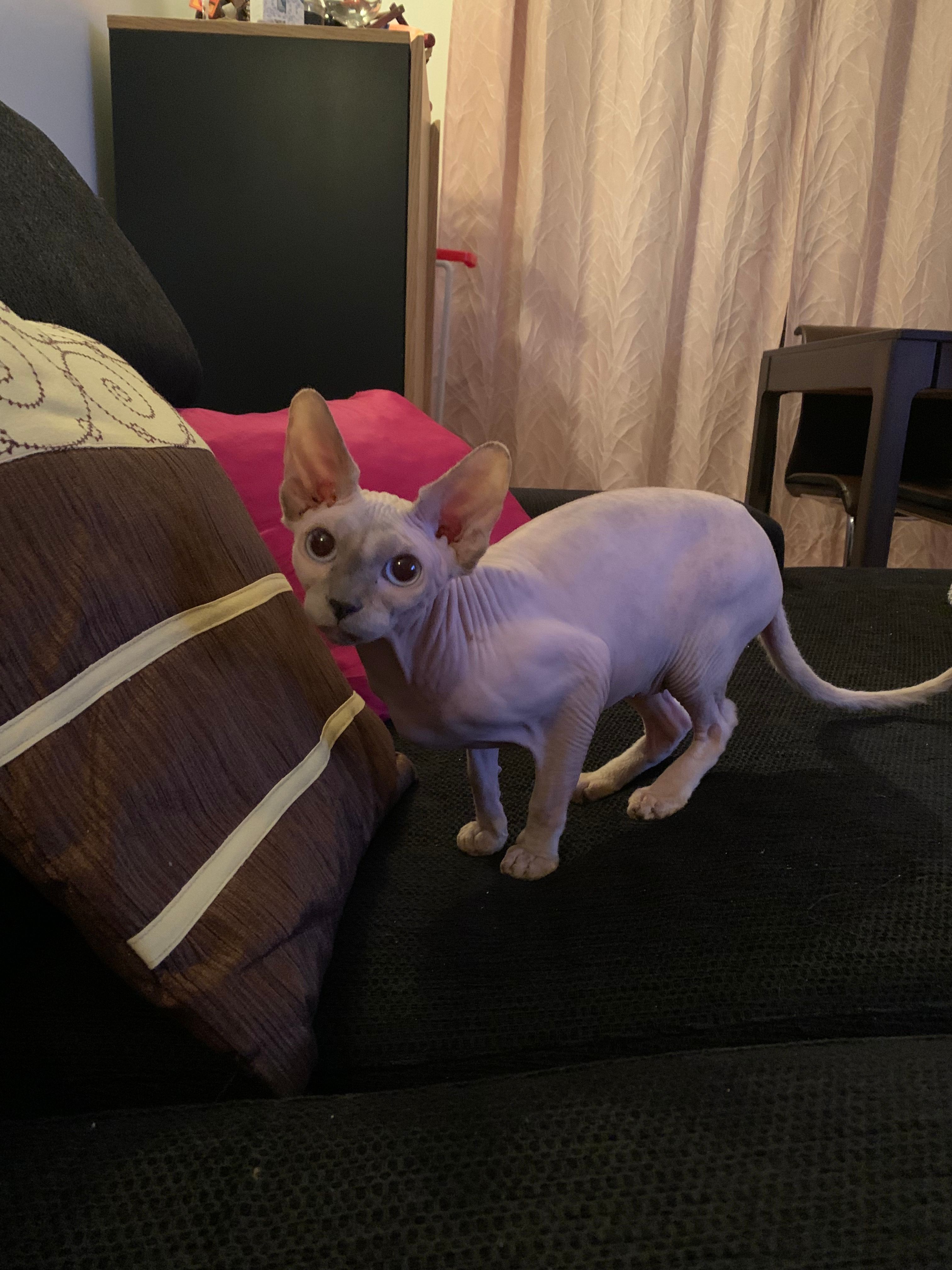 image-7