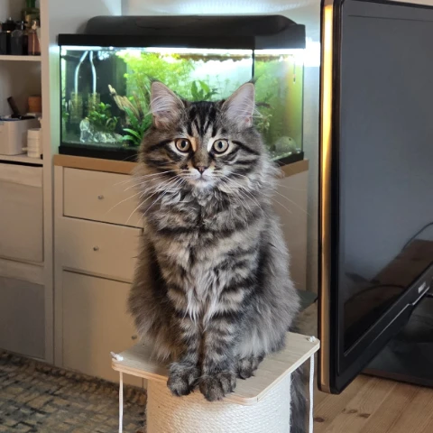 Cookie