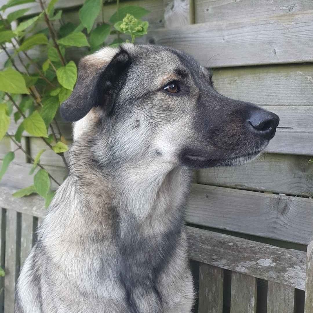 Nova