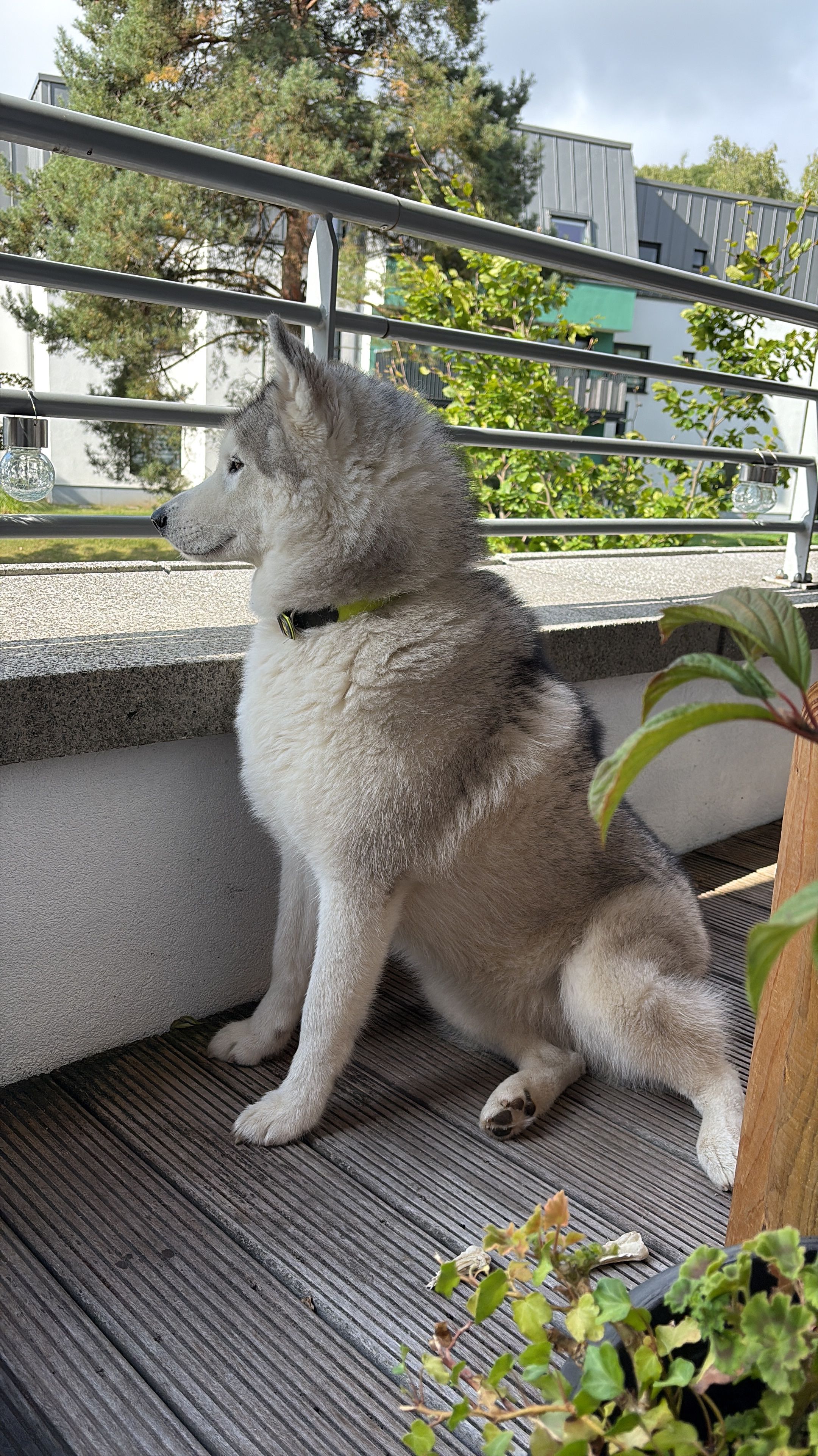 image-15