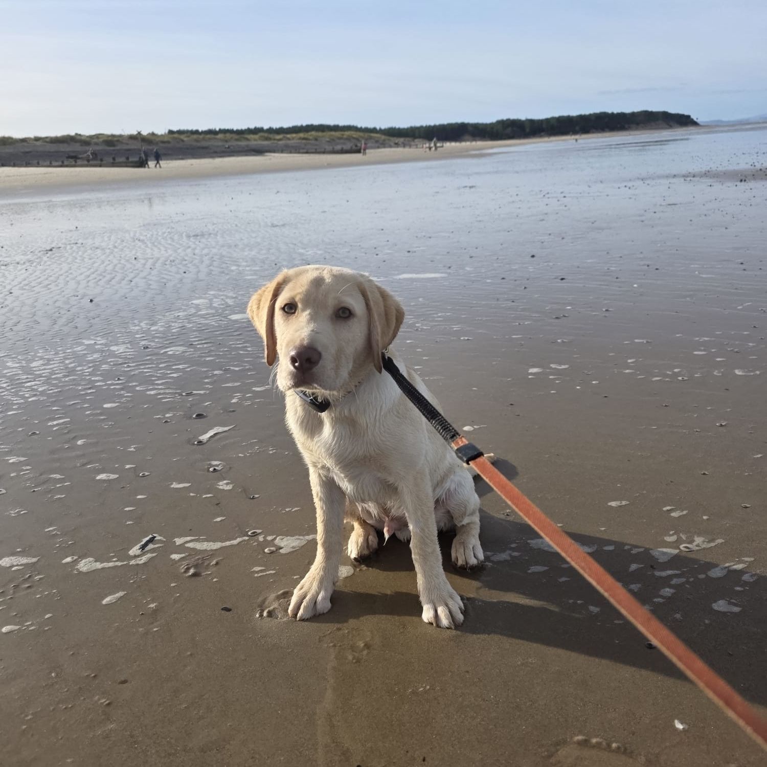 Cooper