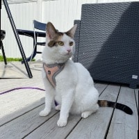 Meowsie