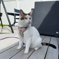 Meowsie
