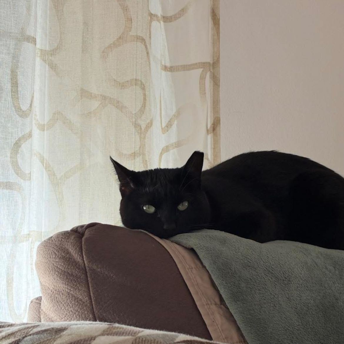 Gin