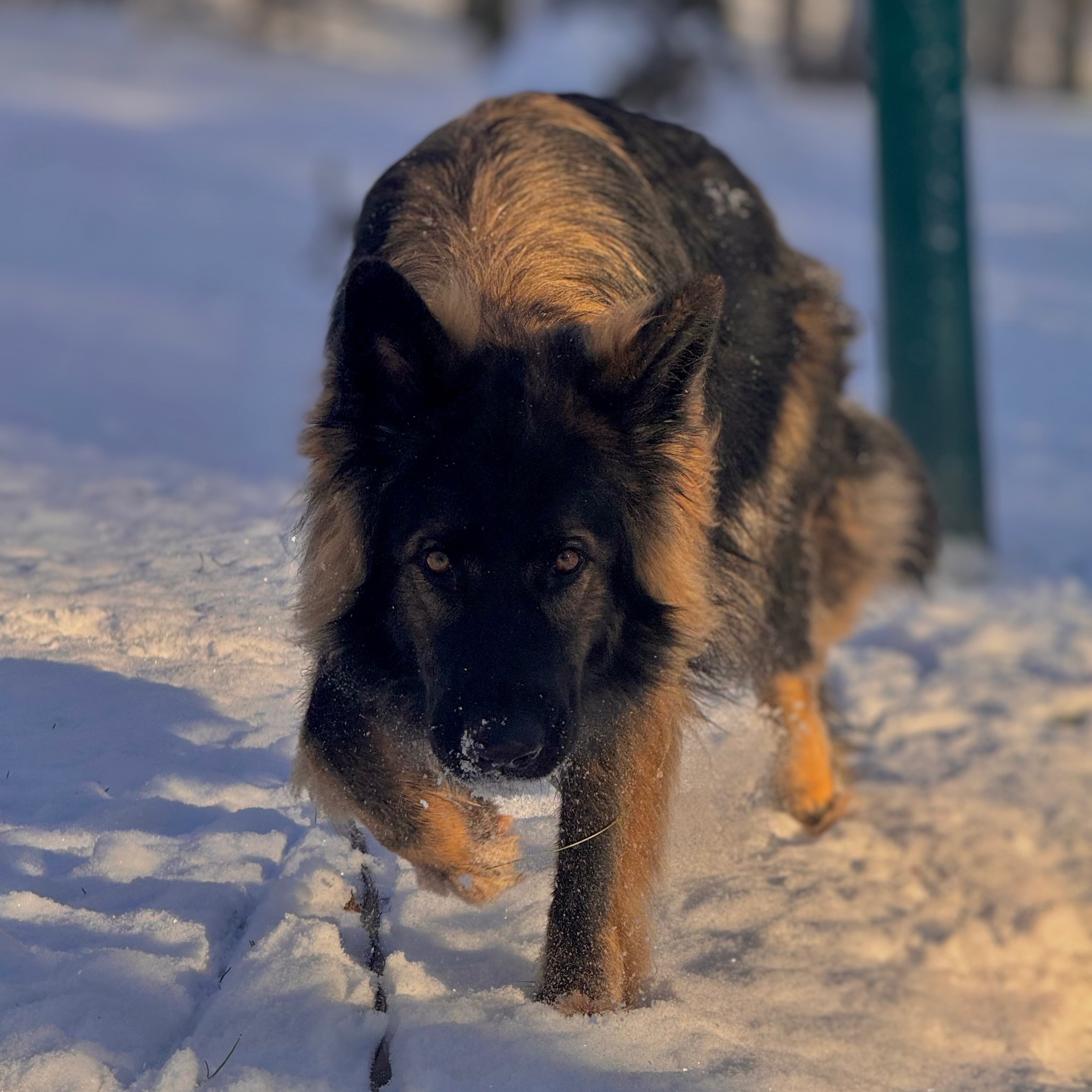 Usko