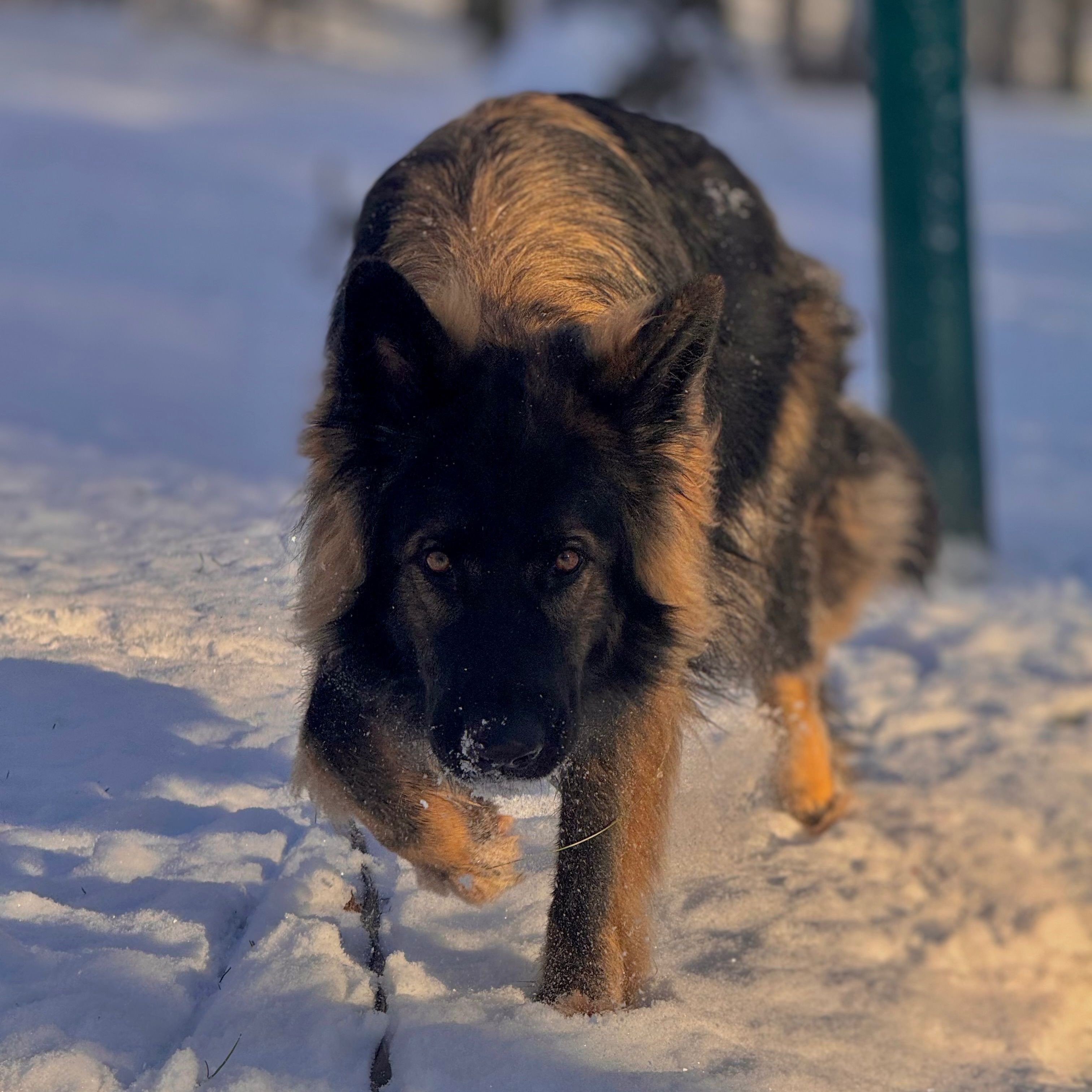 Usko