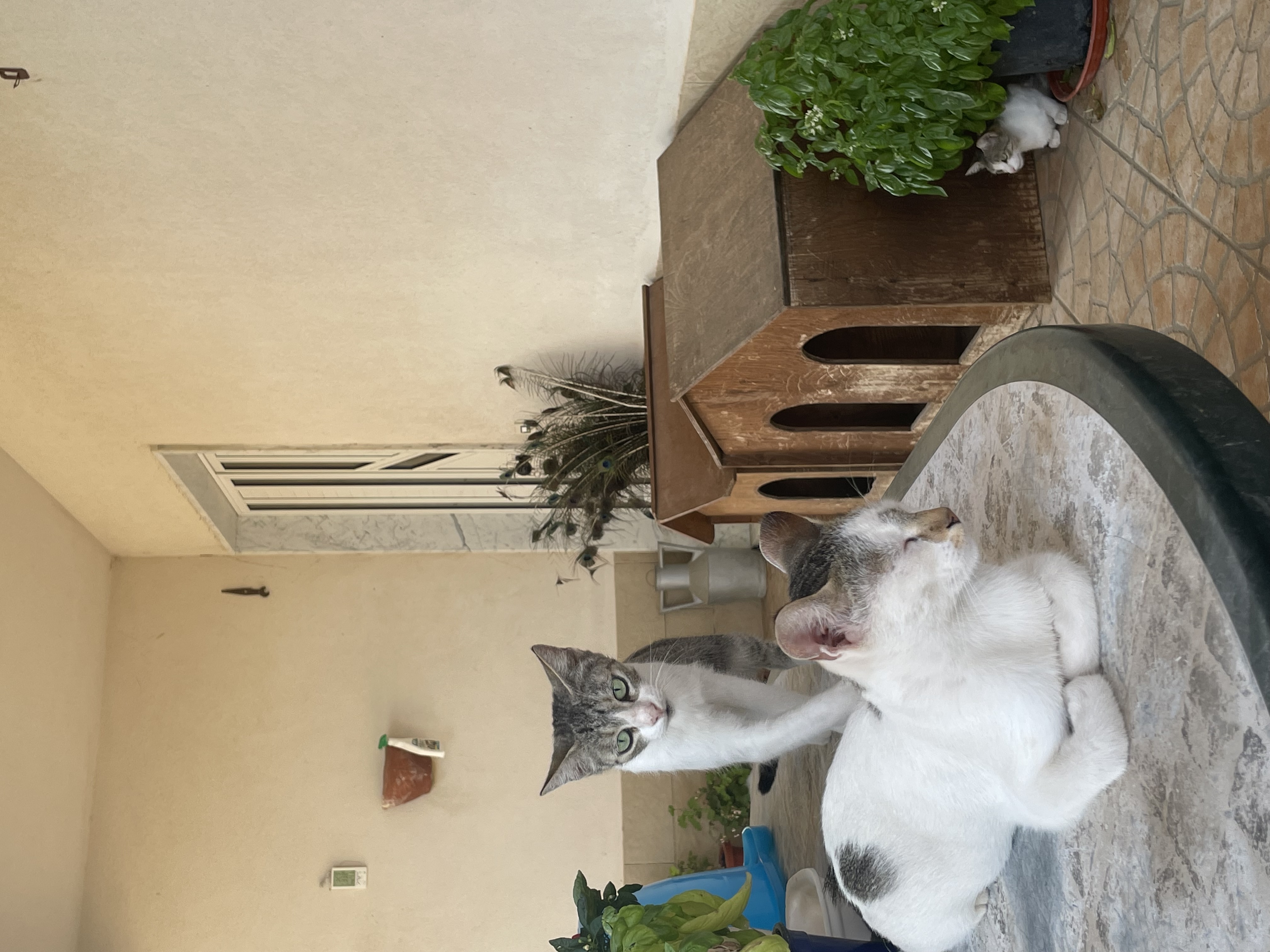 image-6