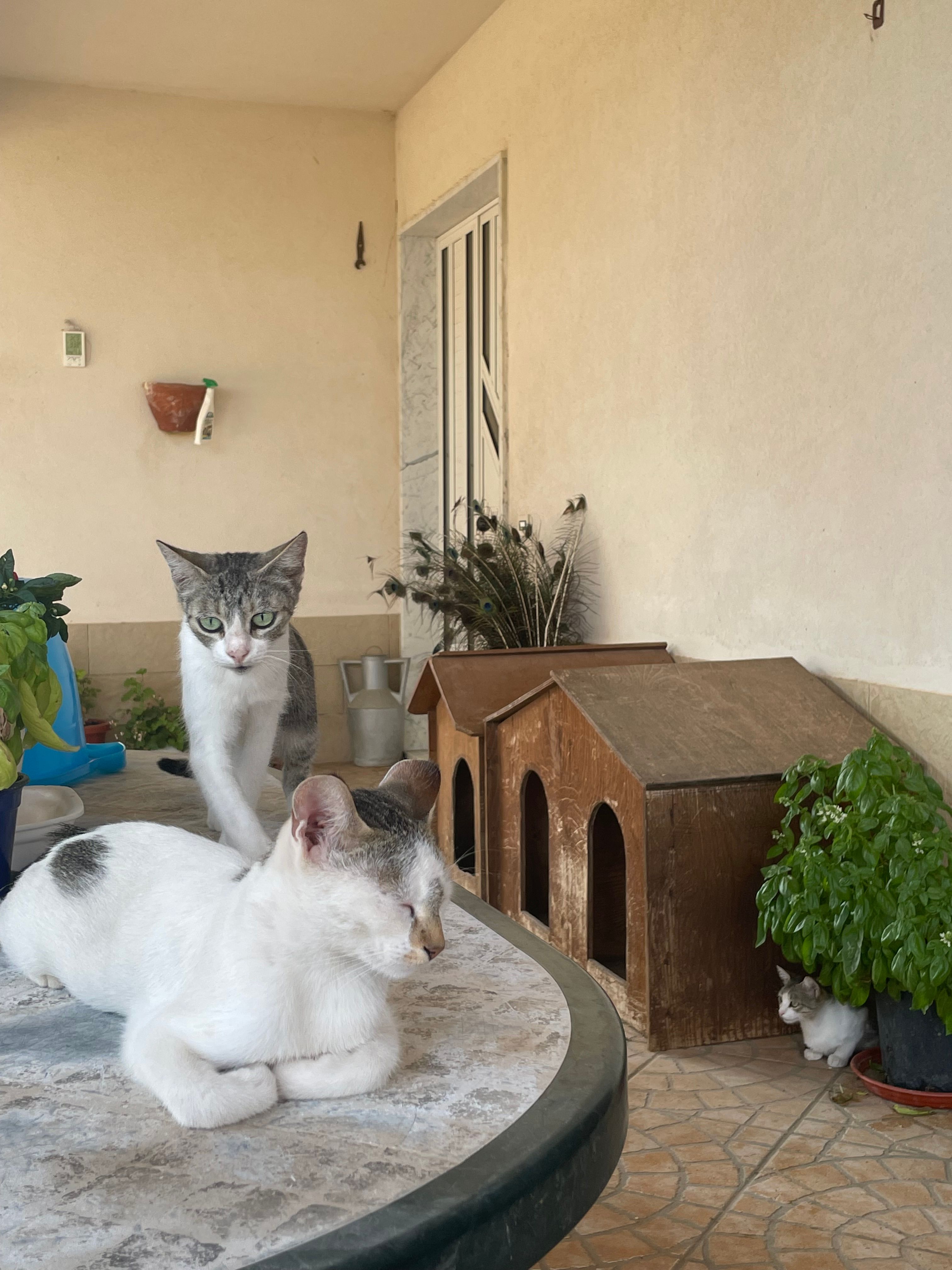 image-6