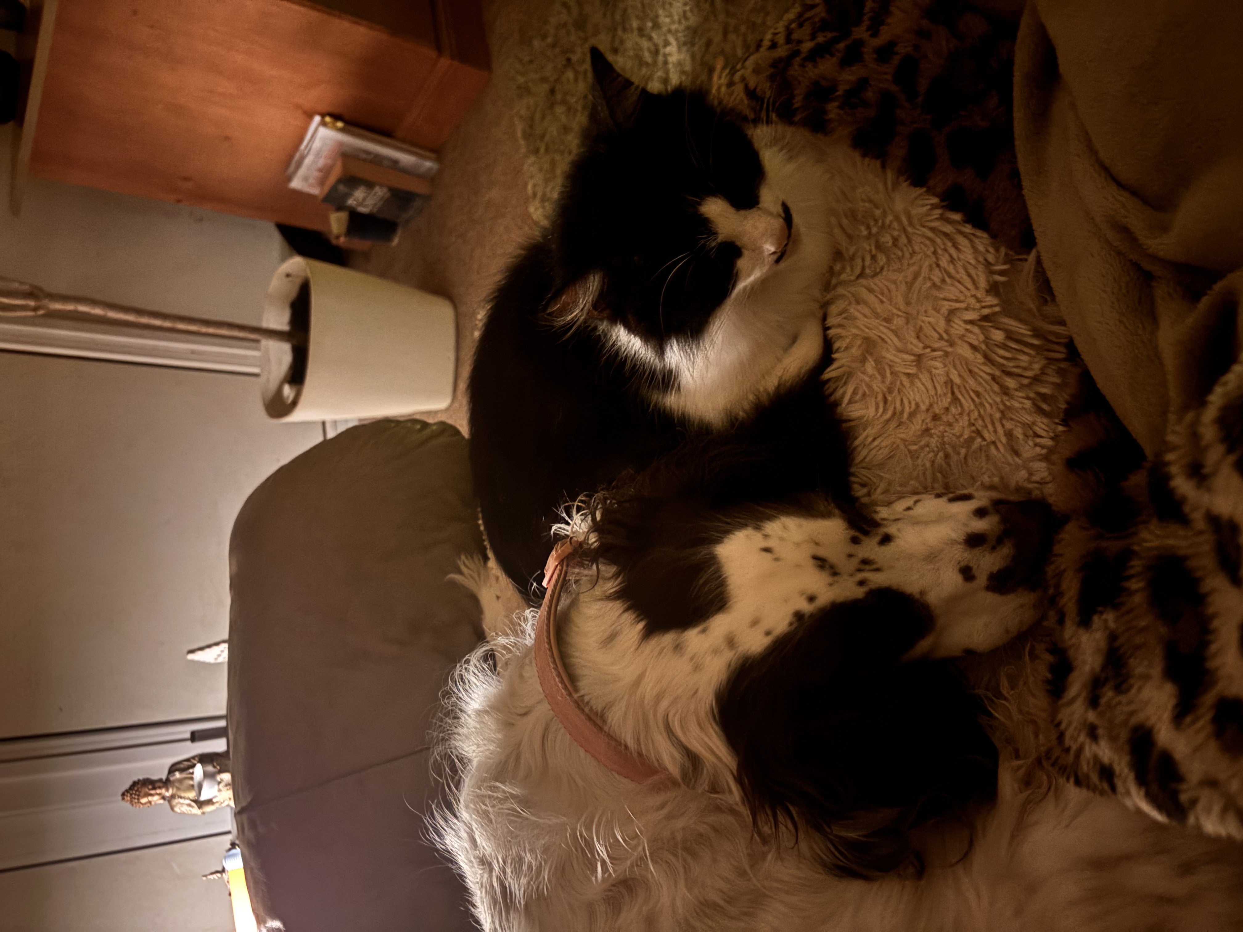 image-7